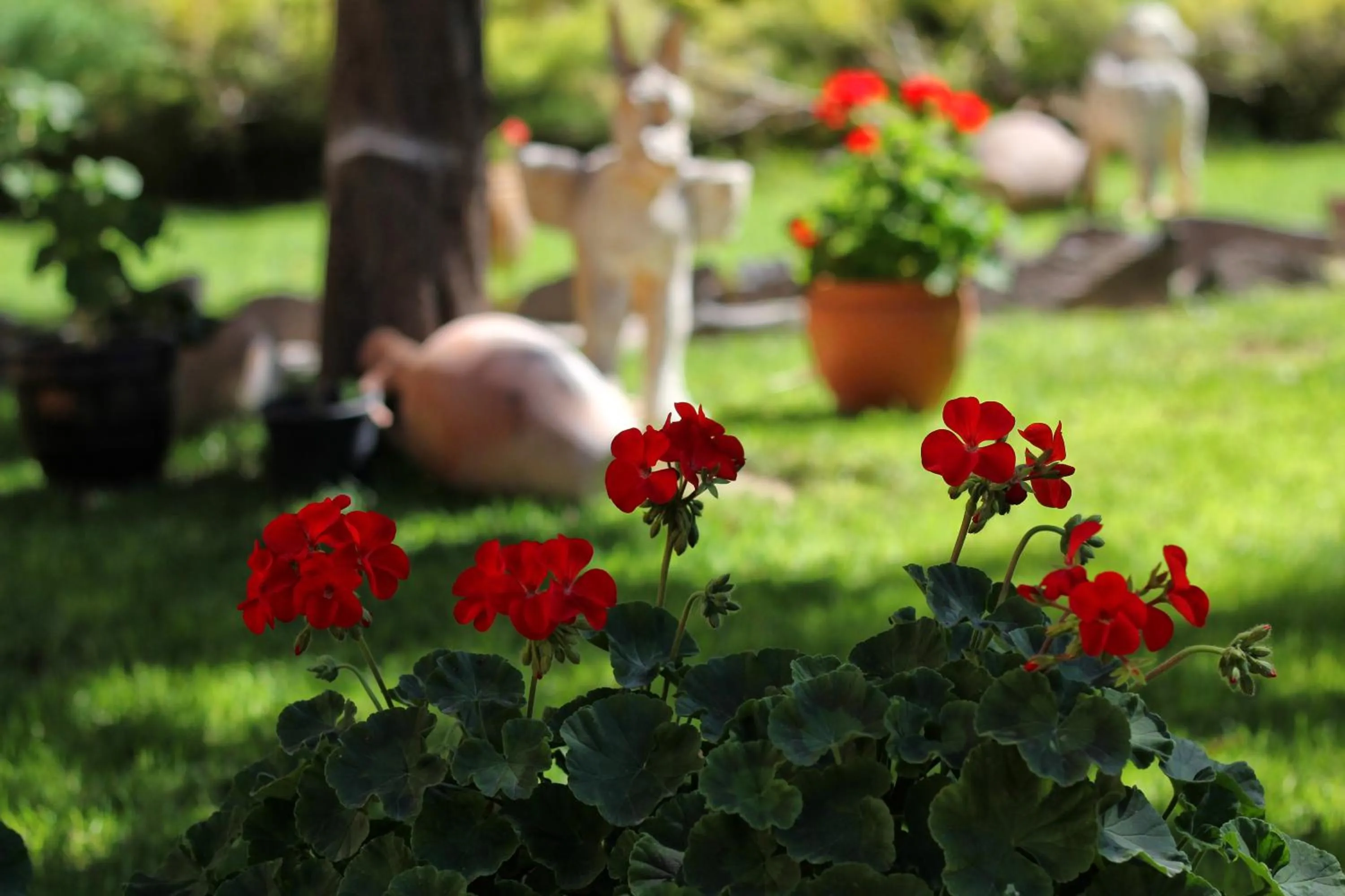 Garden in Akuzun Stone Hotel