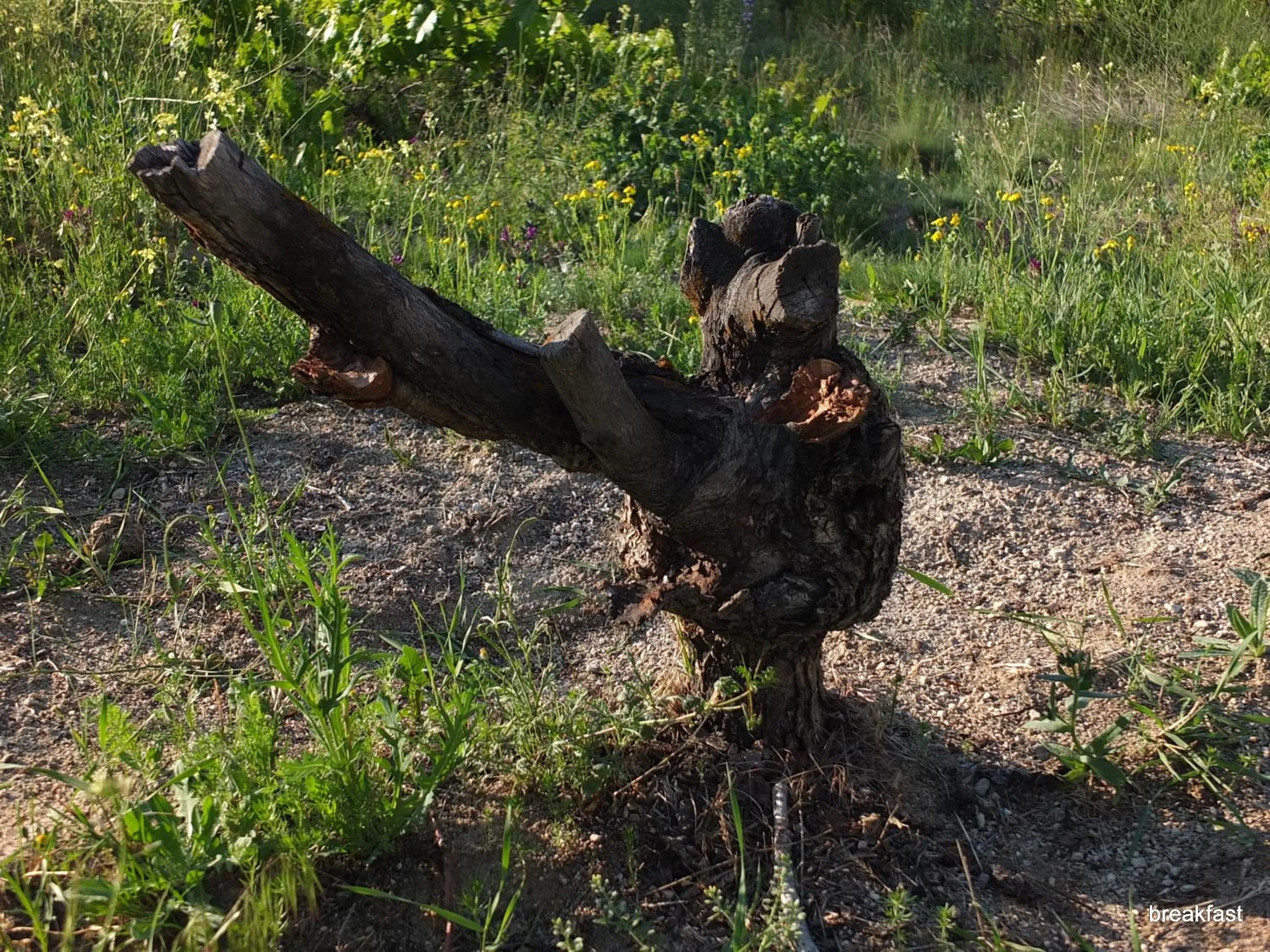 Natural landscape in Anatolia cave hotel Pension