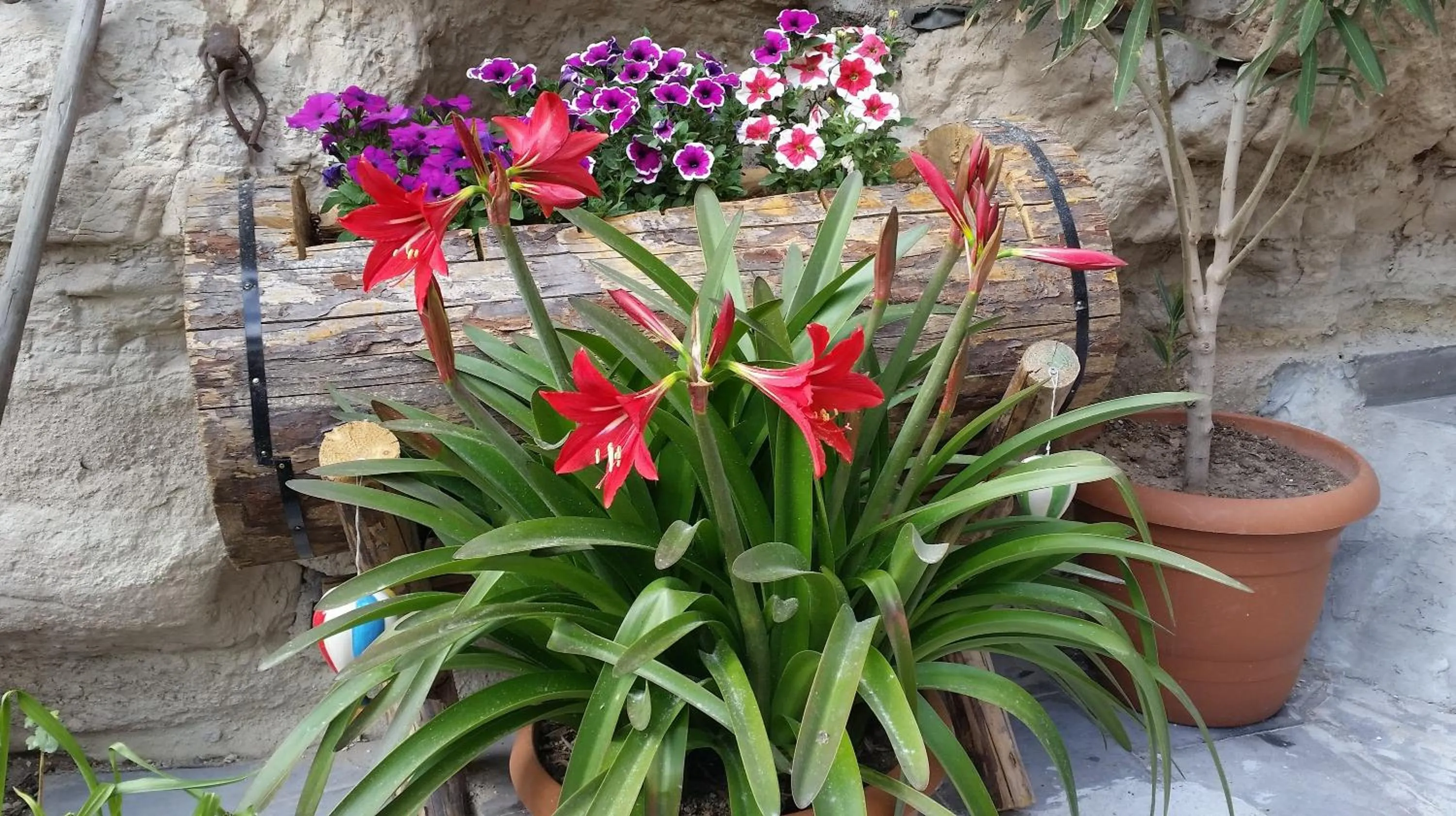 Garden in Anatolia cave hotel Pension