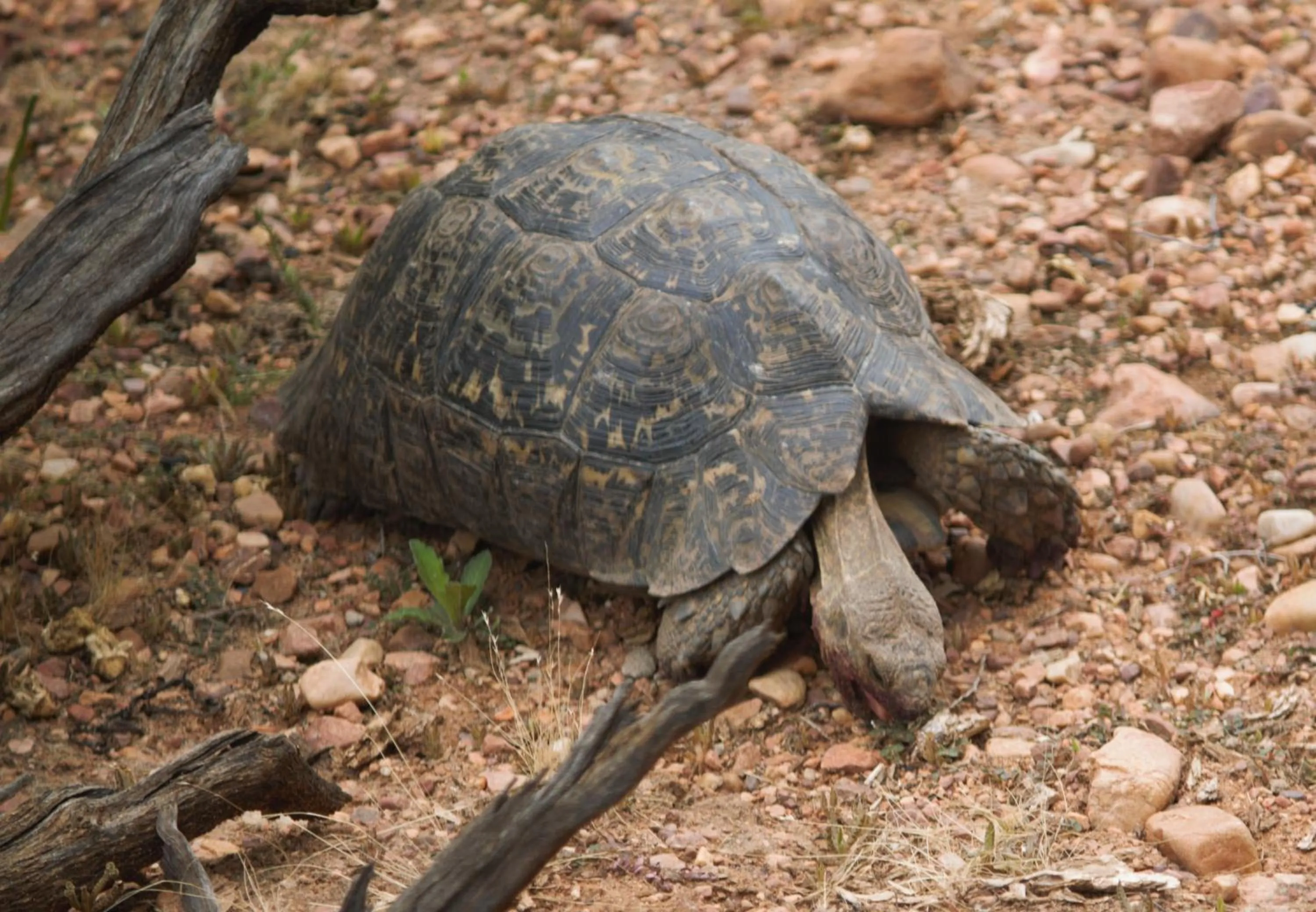 Animals in Zwartberg View Mountain Lodge