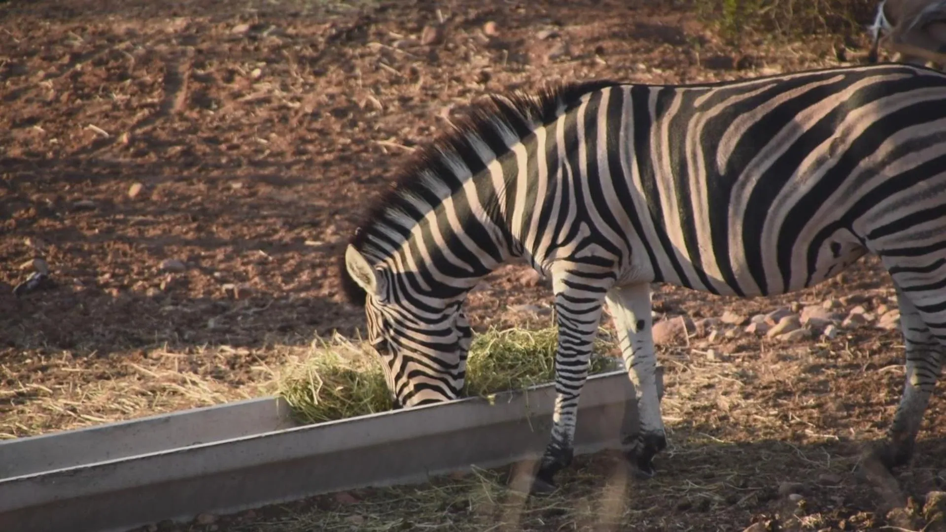 Animals in Zwartberg View Mountain Lodge
