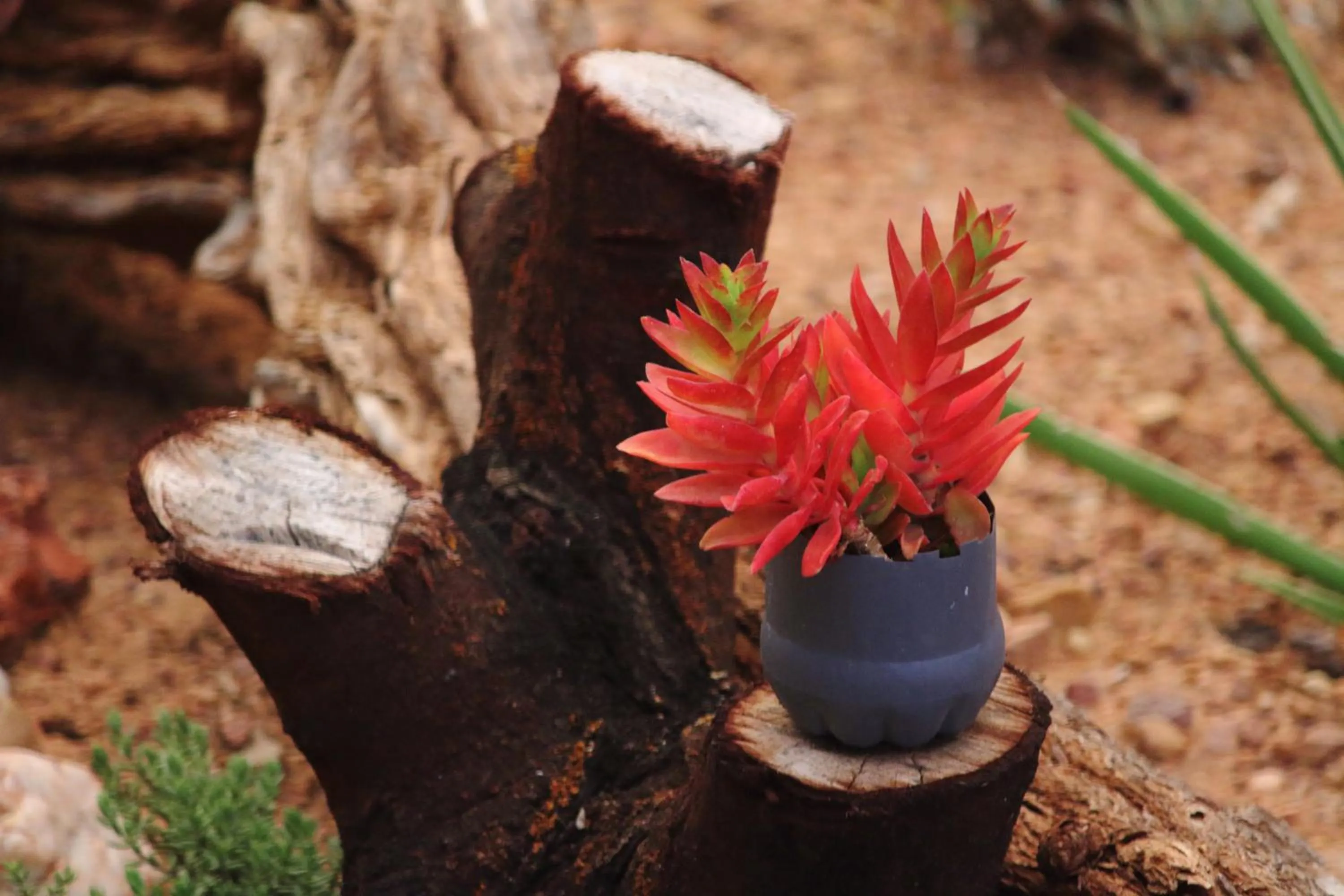 Garden in Zwartberg View Mountain Lodge