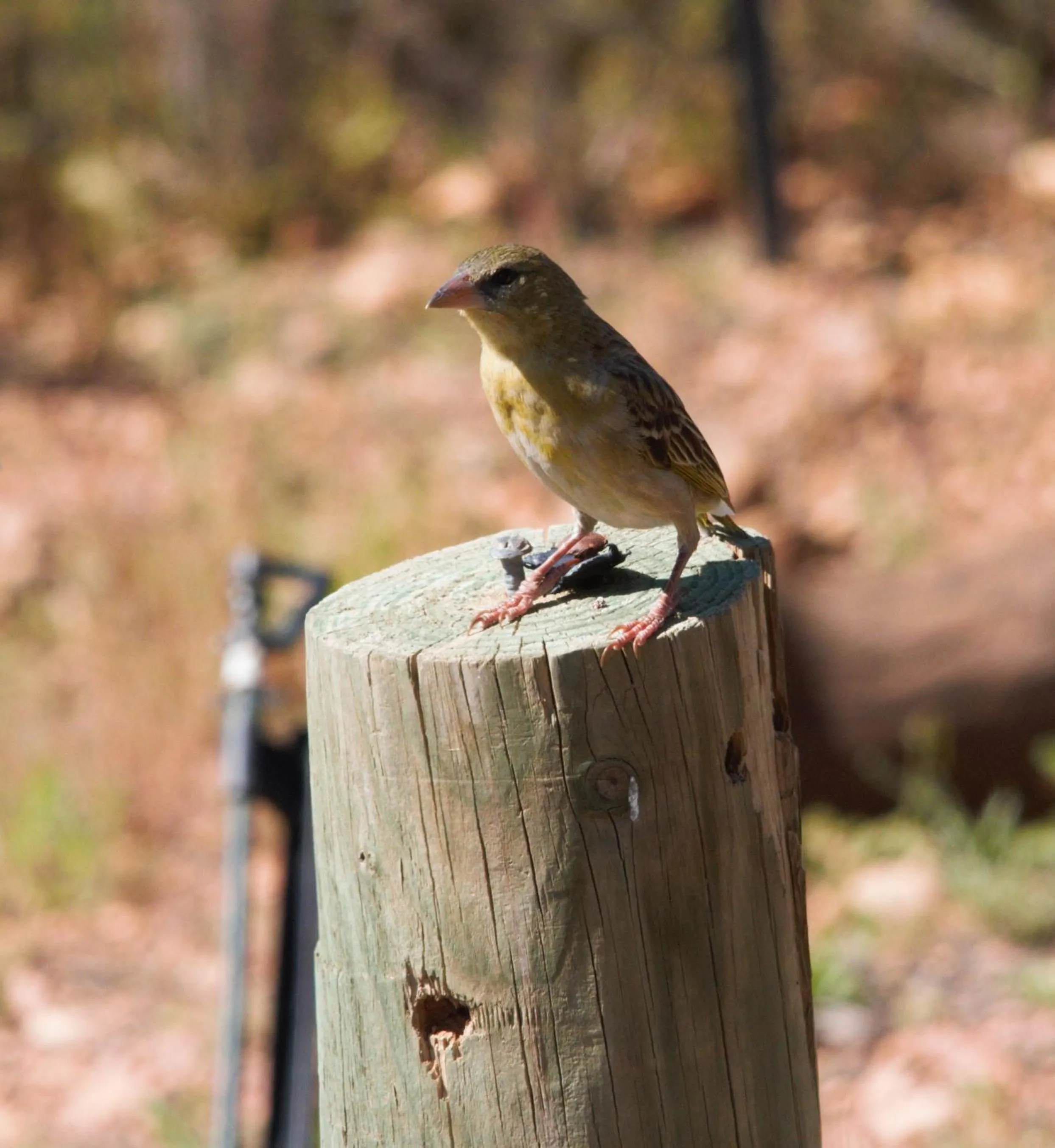 Animals in Zwartberg View Mountain Lodge