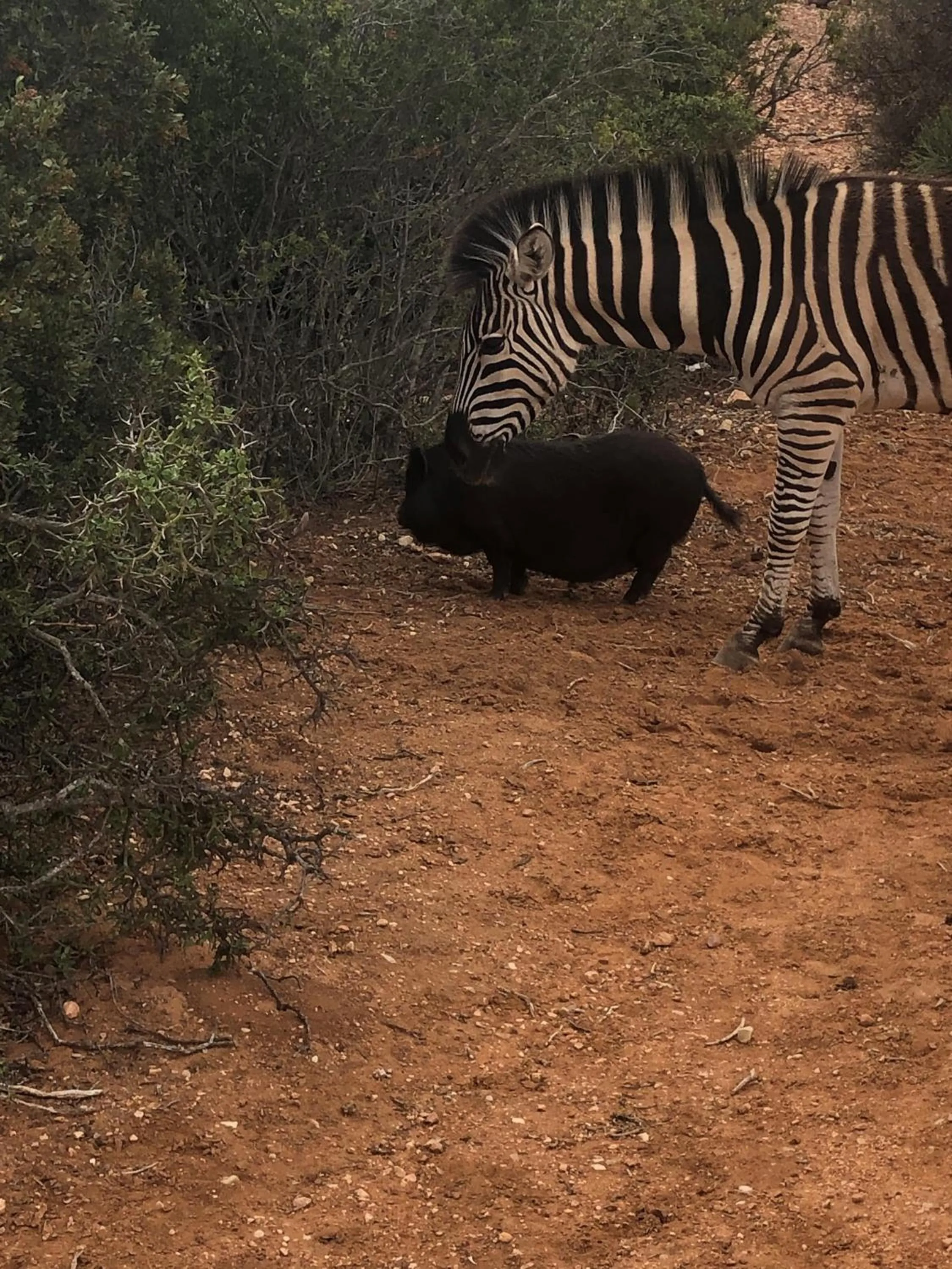 Animals in Zwartberg View Mountain Lodge