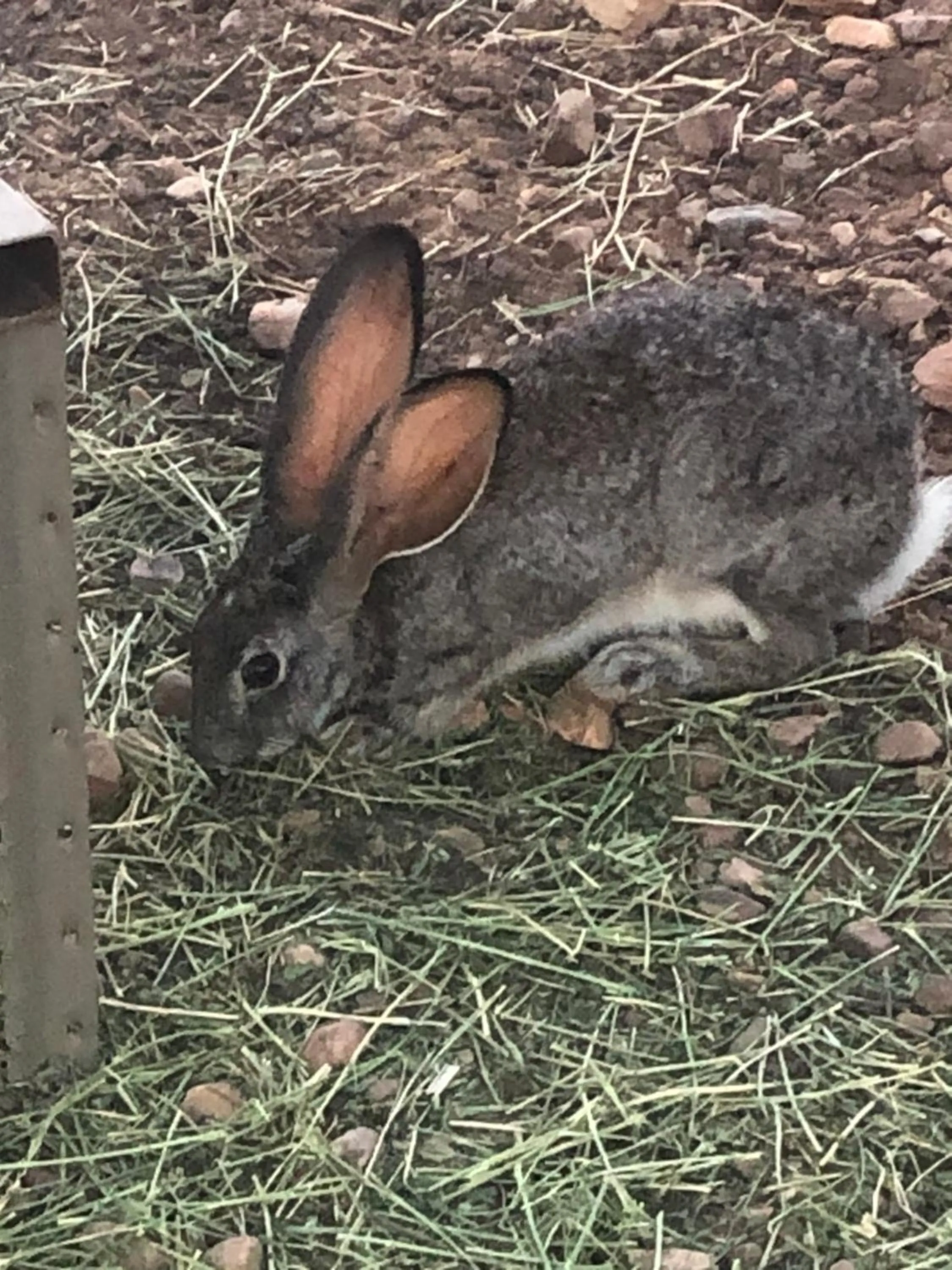 Animals in Zwartberg View Mountain Lodge