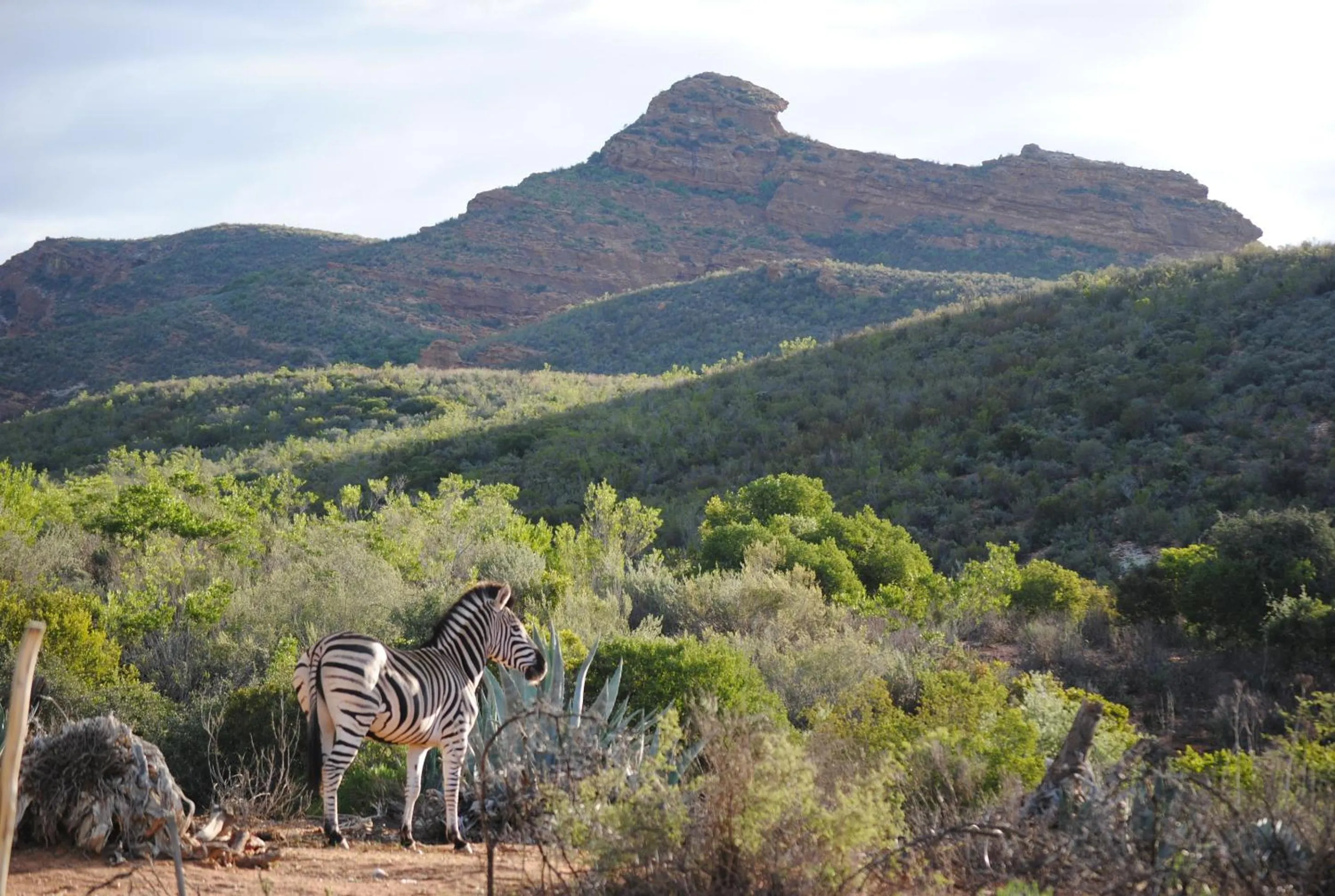 Animals in Zwartberg View Mountain Lodge