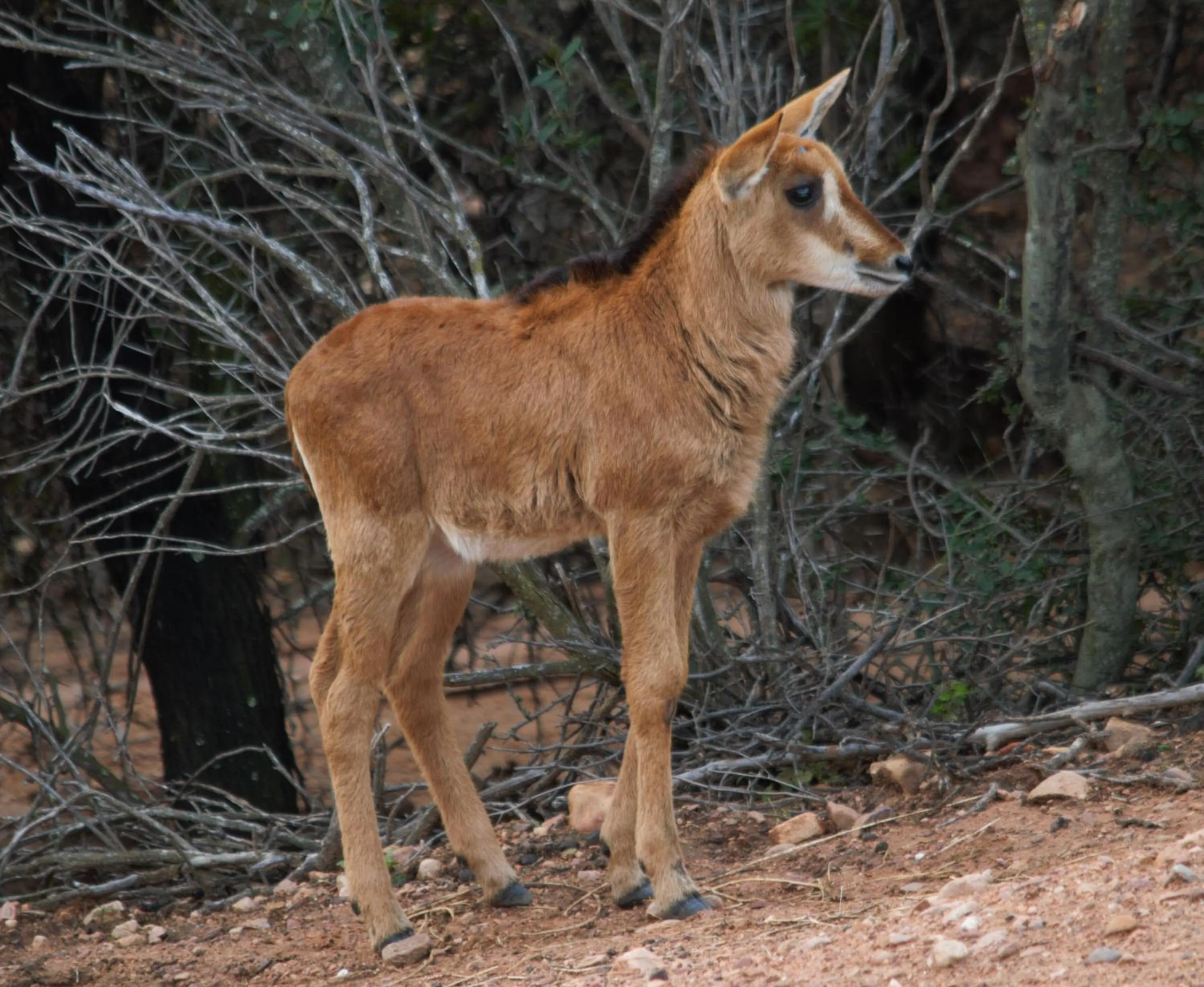 Animals in Zwartberg View Mountain Lodge