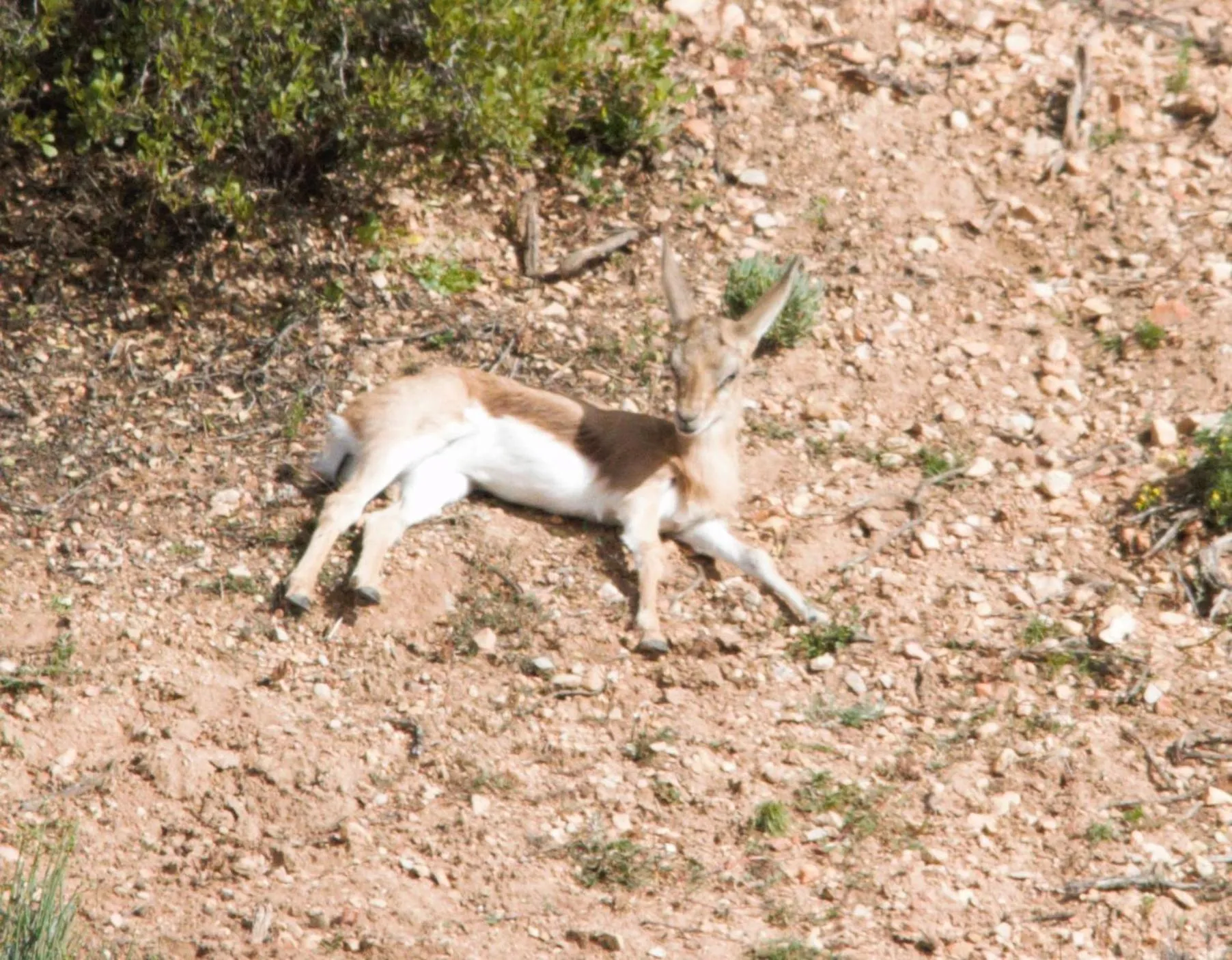 Animals in Zwartberg View Mountain Lodge