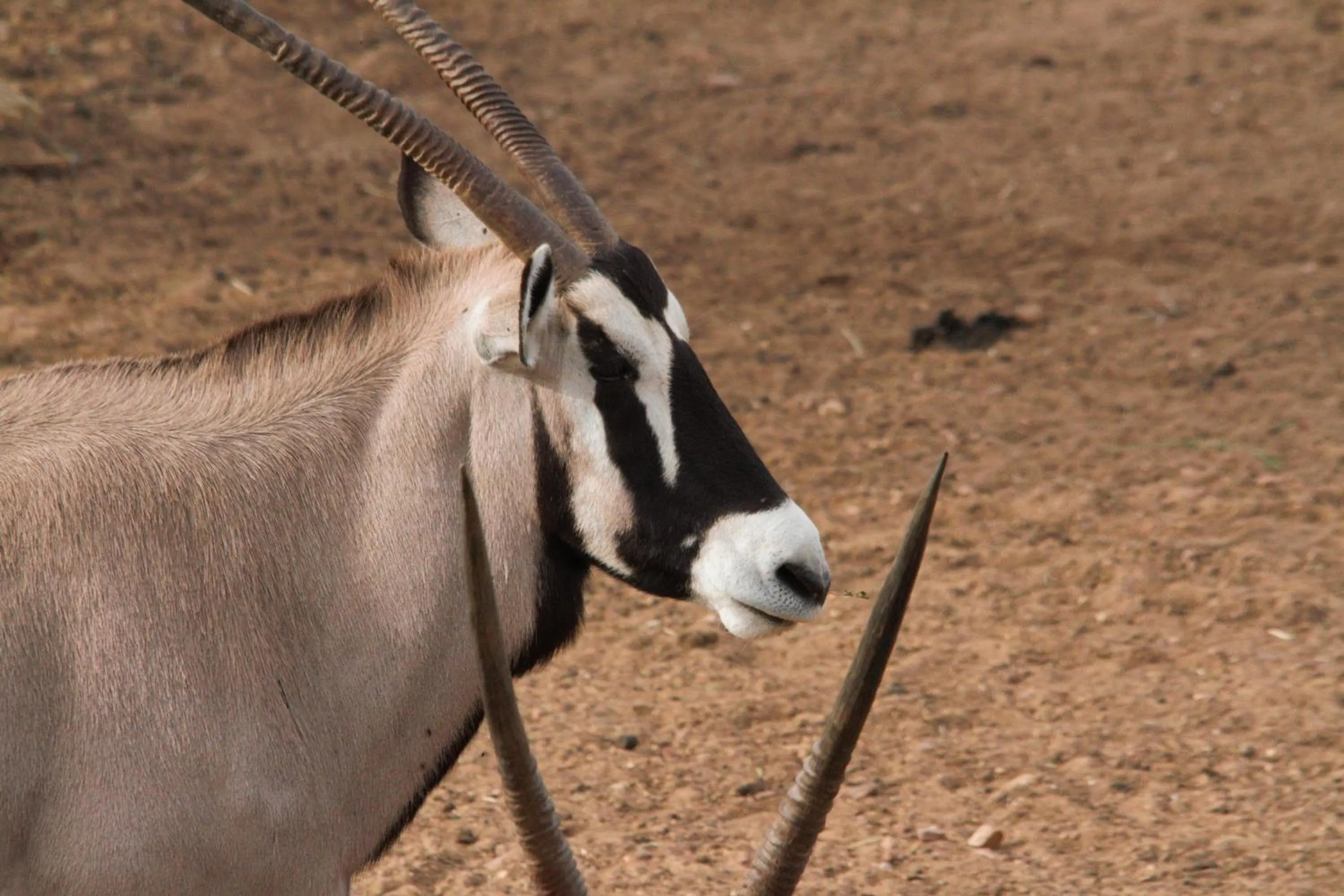 Animals in Zwartberg View Mountain Lodge