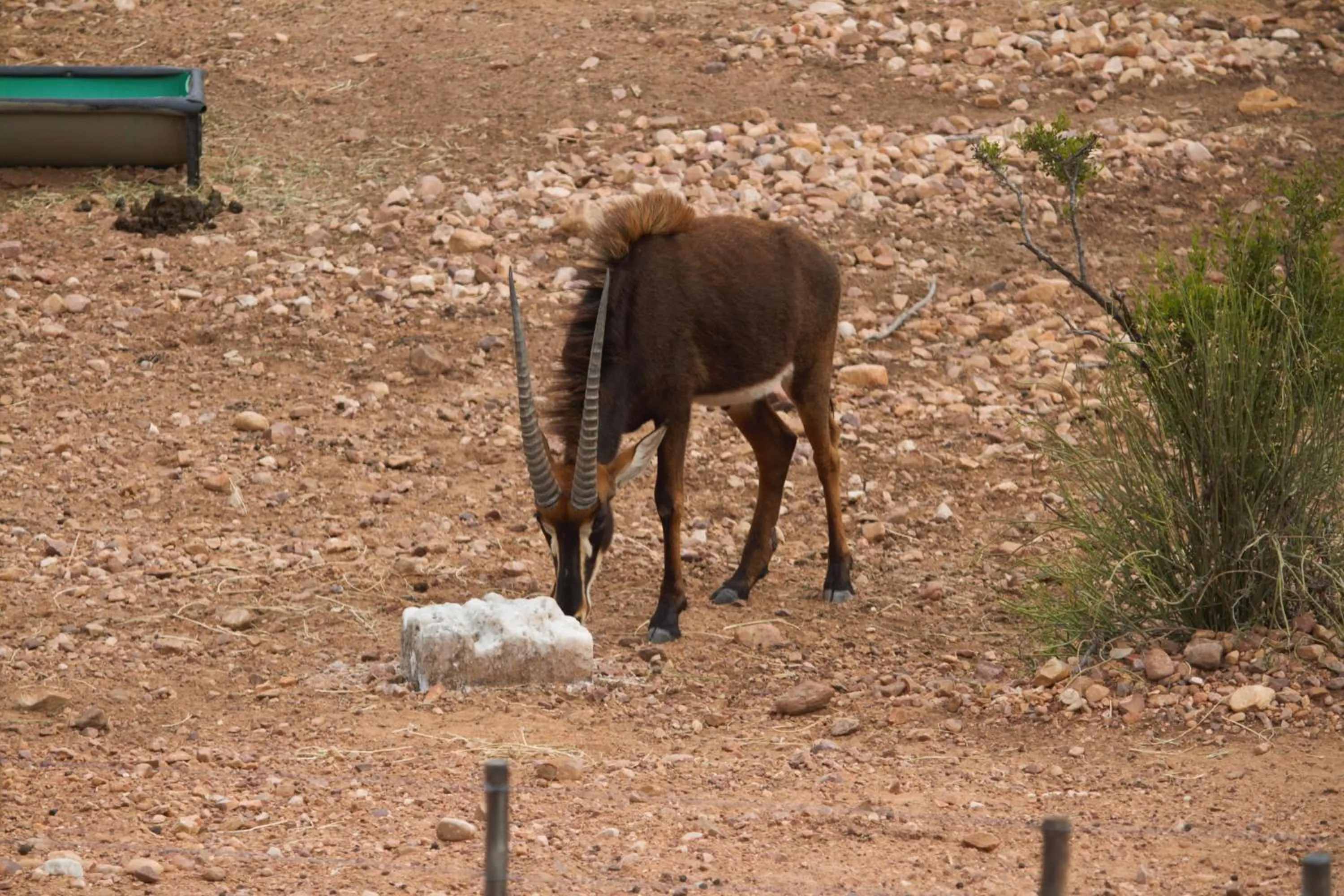Animals in Zwartberg View Mountain Lodge