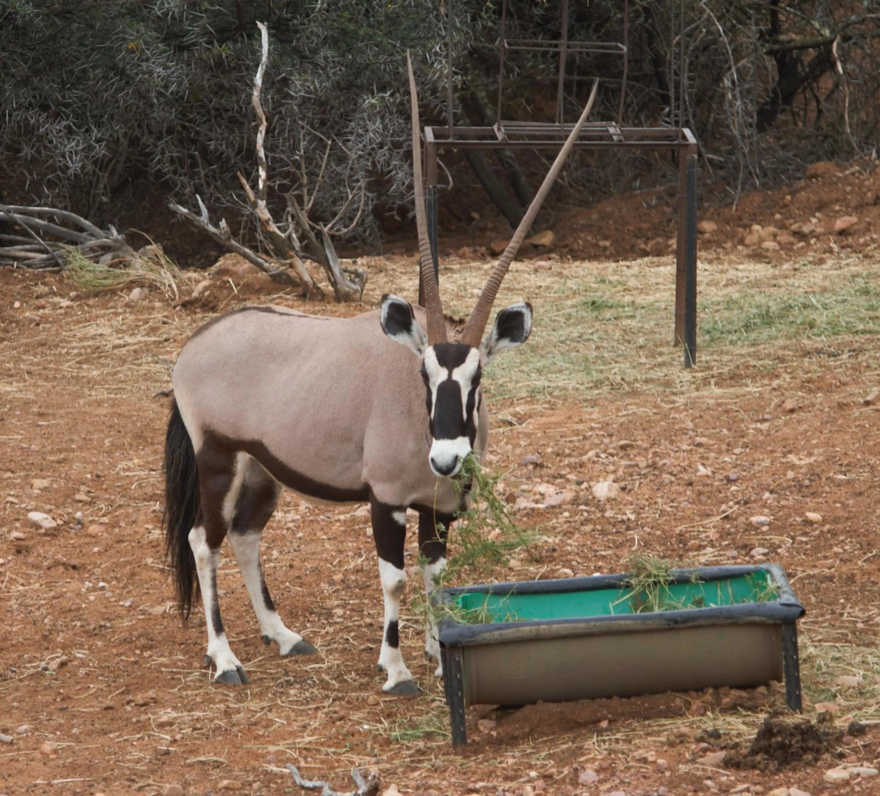 Animals in Zwartberg View Mountain Lodge