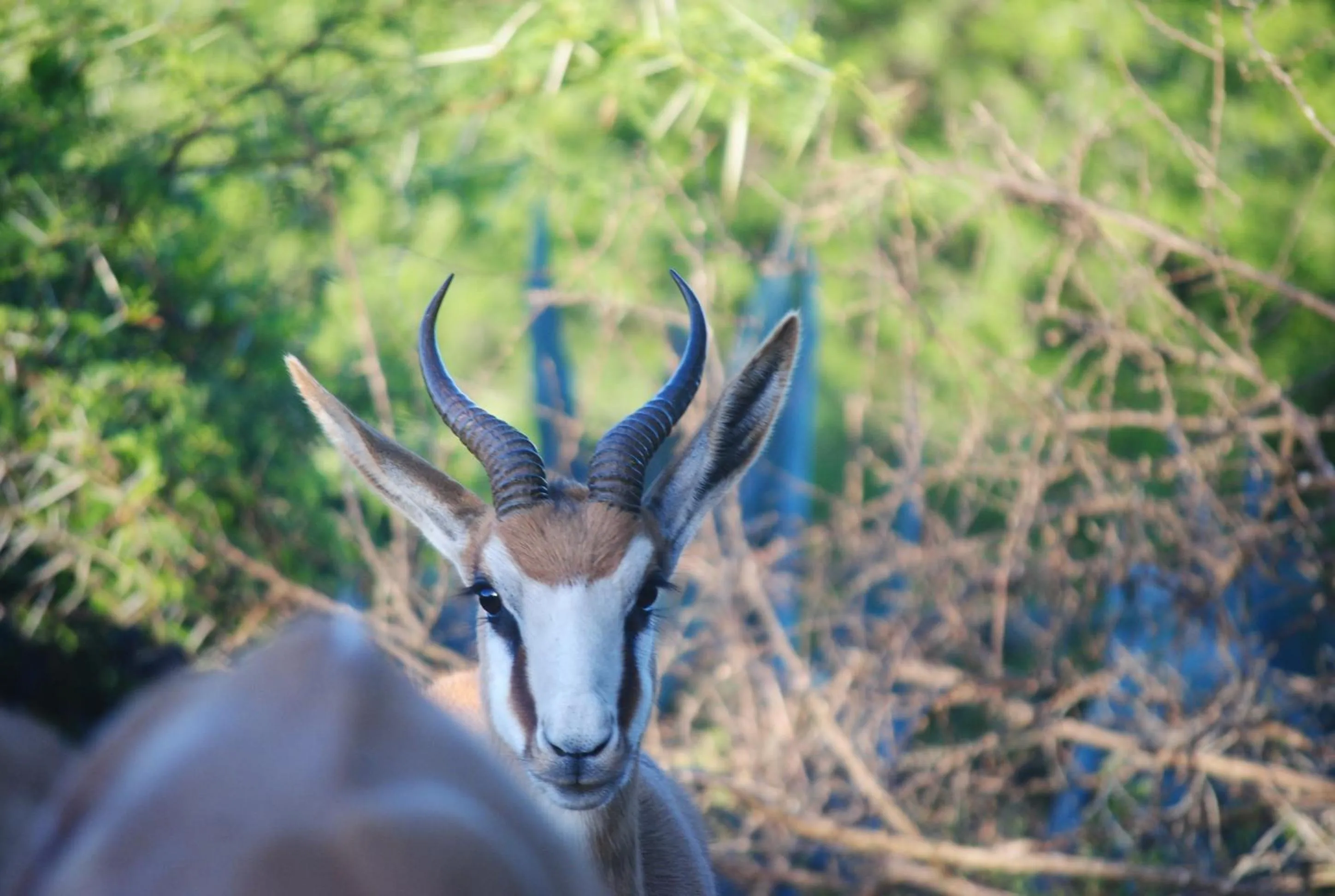 Animals in Zwartberg View Mountain Lodge