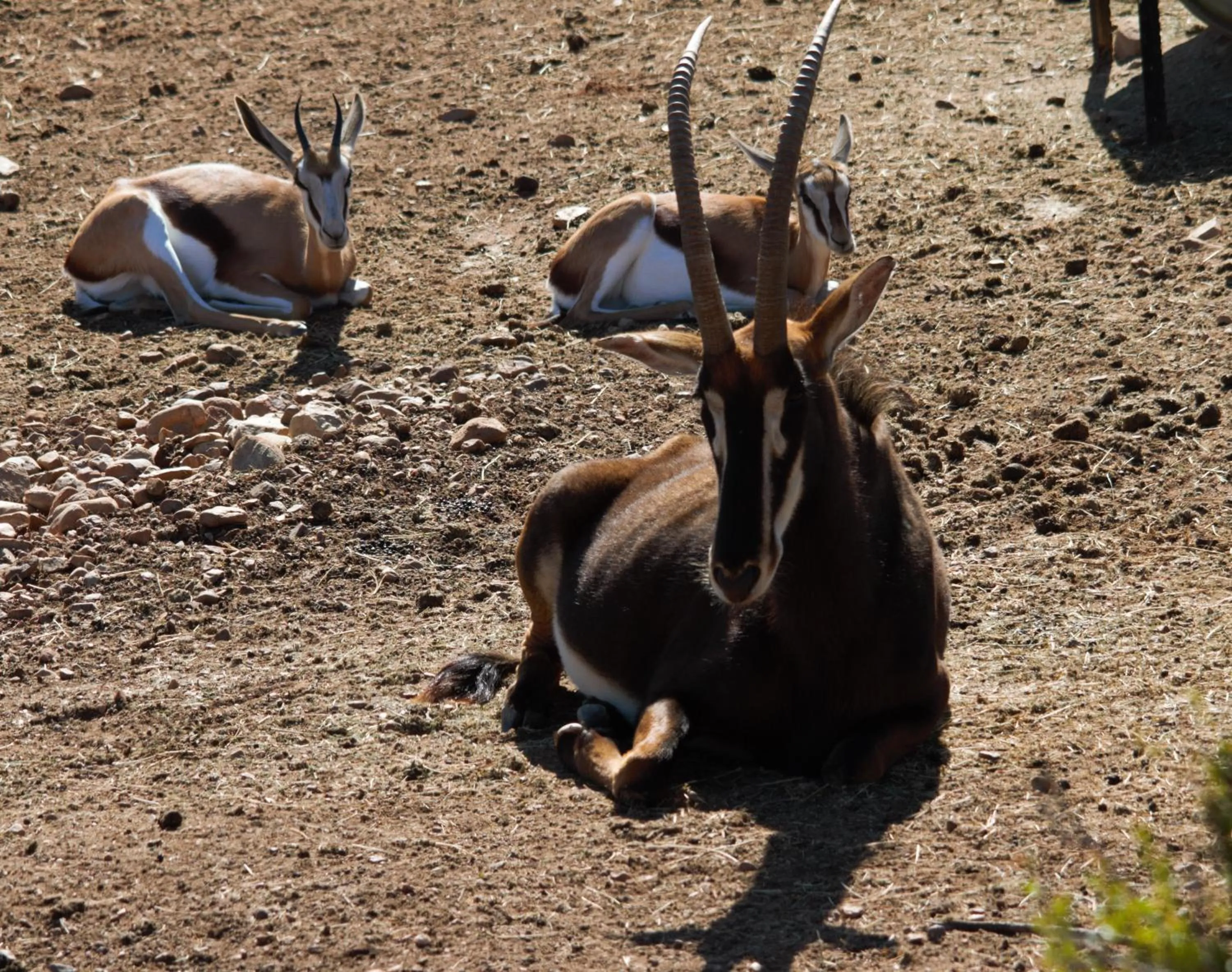 Animals in Zwartberg View Mountain Lodge