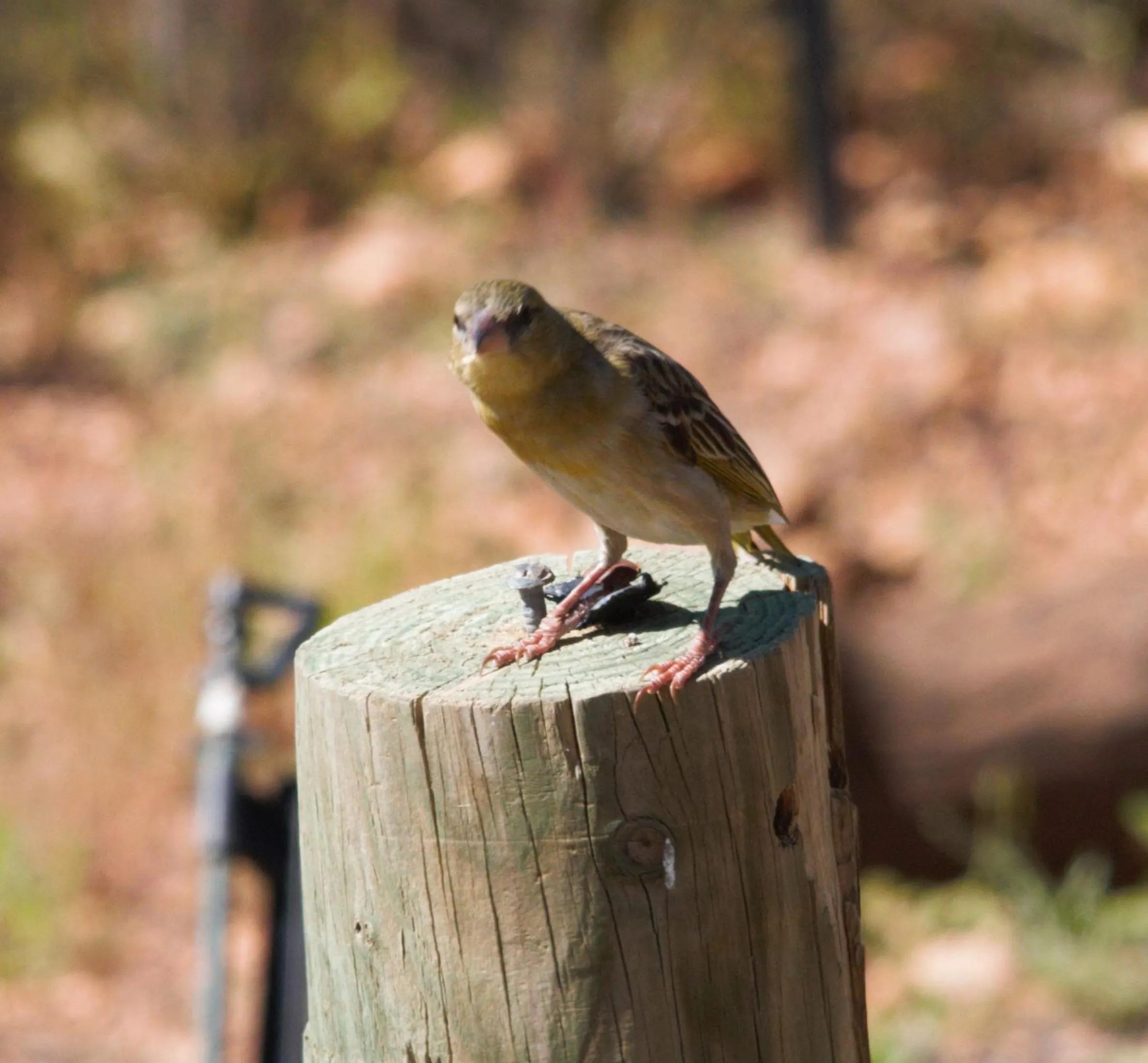 Animals in Zwartberg View Mountain Lodge