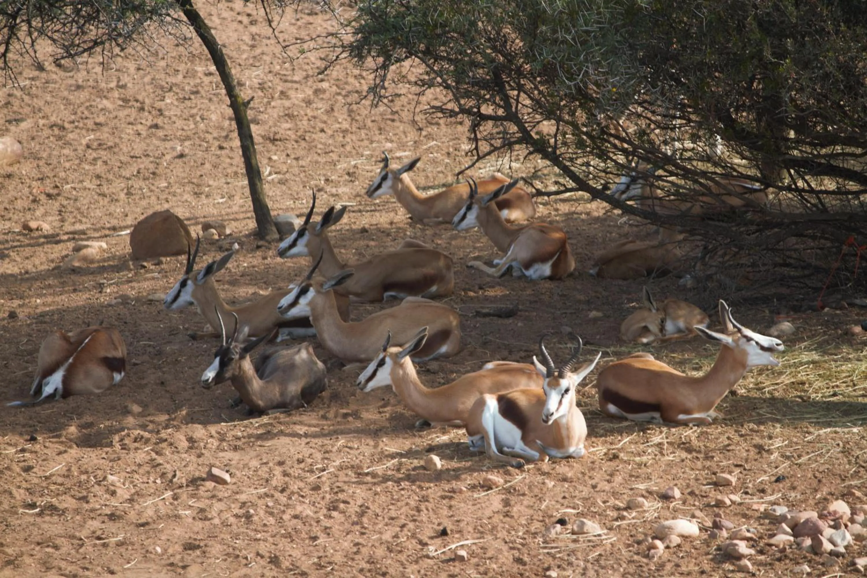 Animals in Zwartberg View Mountain Lodge