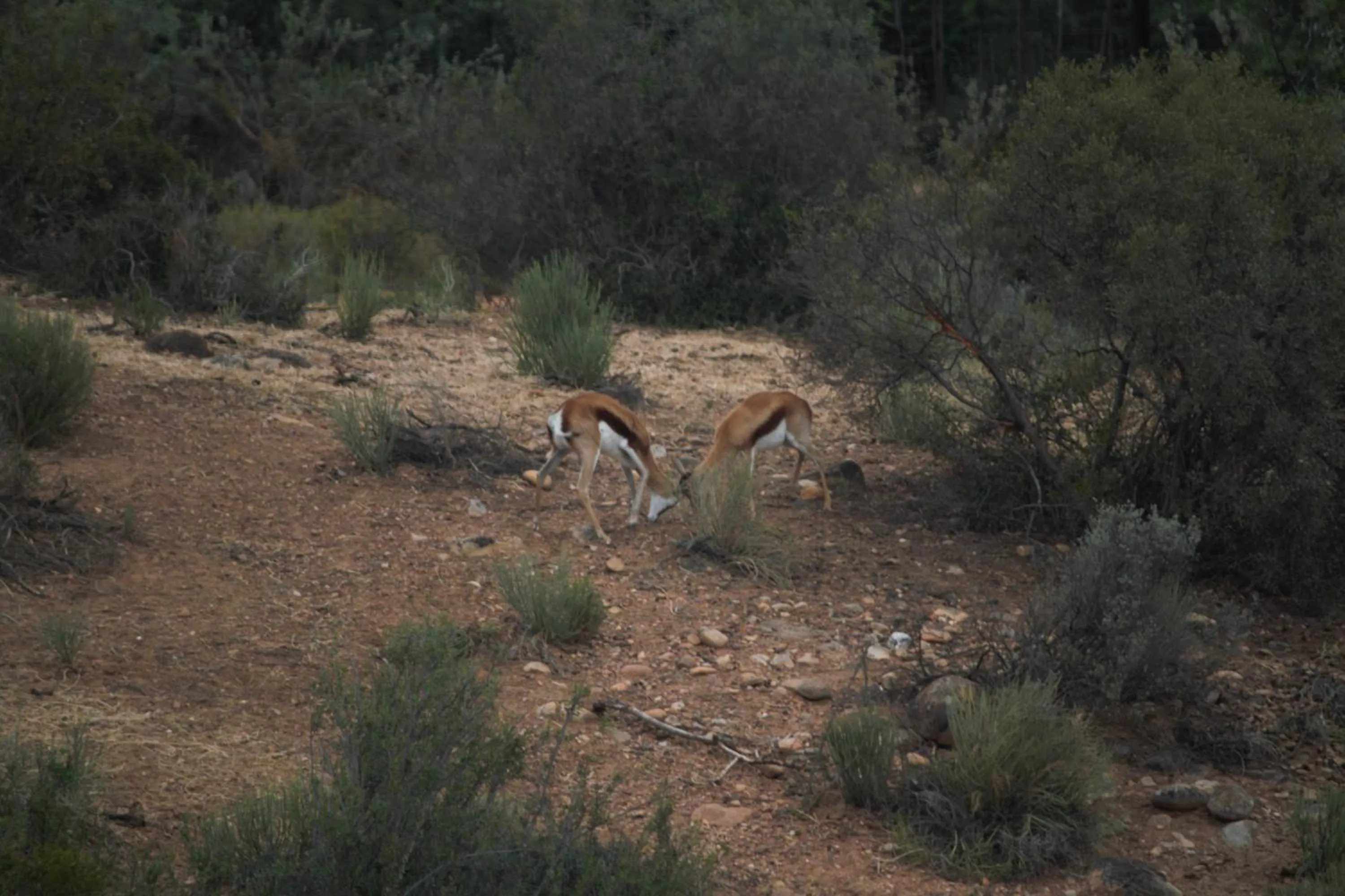 Animals in Zwartberg View Mountain Lodge