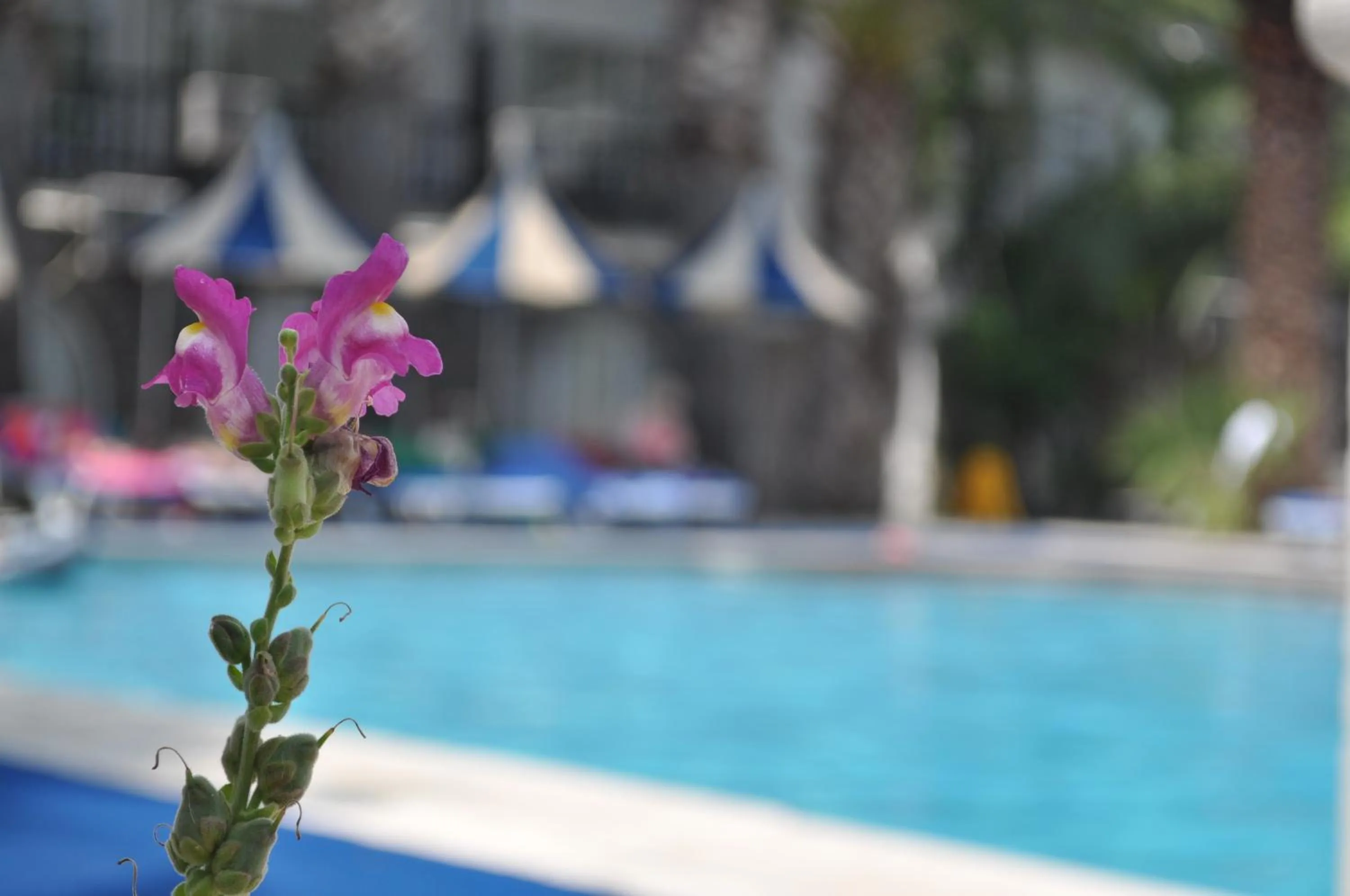 Swimming pool in Sami Beach Hotel- All Inclusive