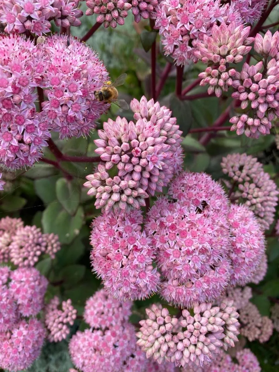 Garden in Seacroft Estate