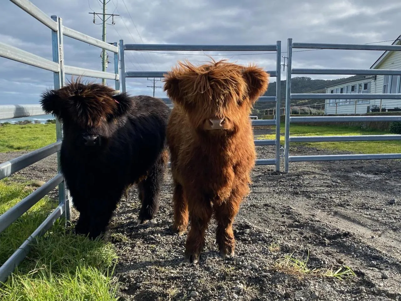 Animals in Seacroft Estate