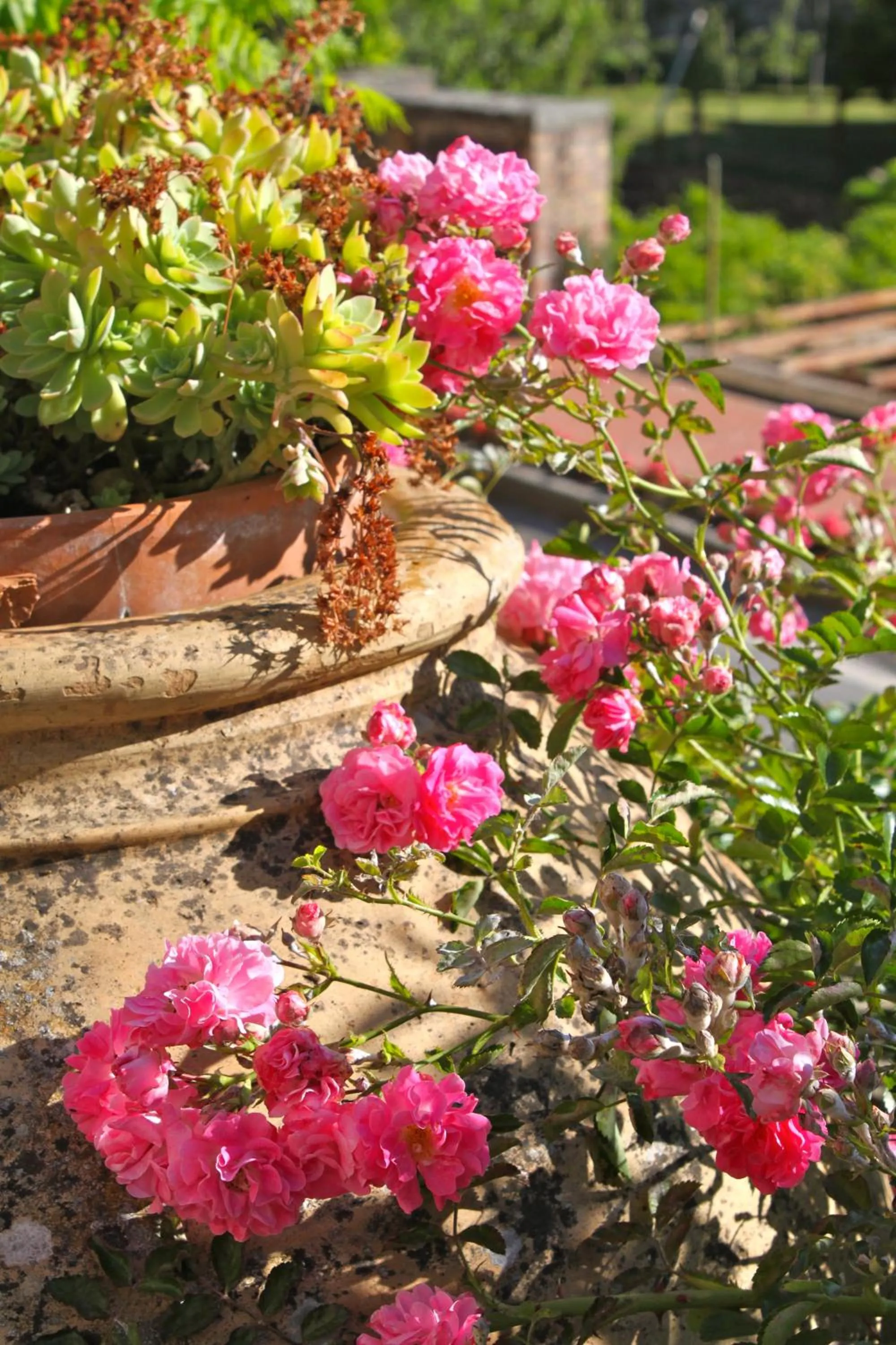 Garden in Relais Mastro Cinghiale