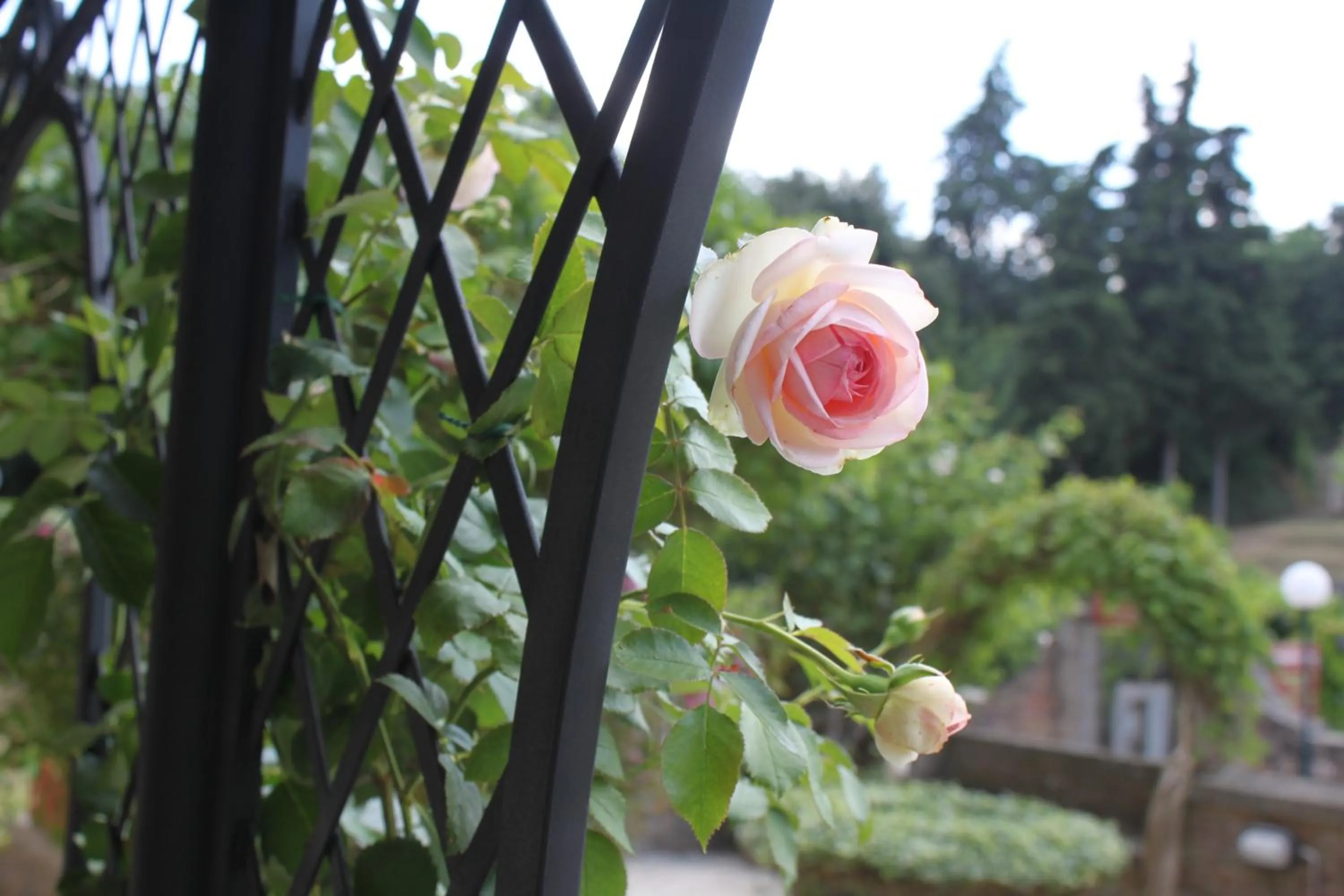 Garden, Drinks in Relais Mastro Cinghiale