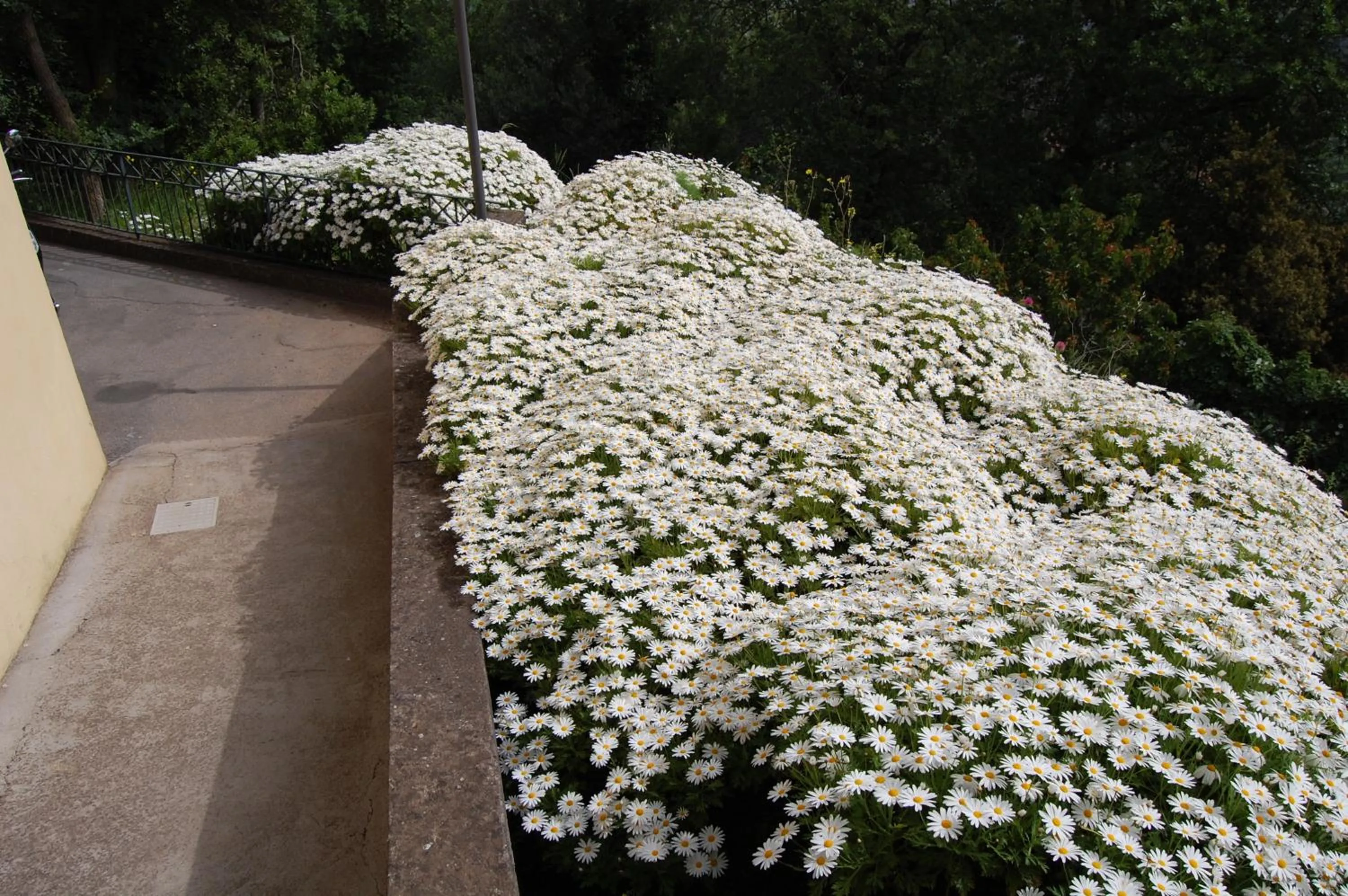 Garden in Villa Romita