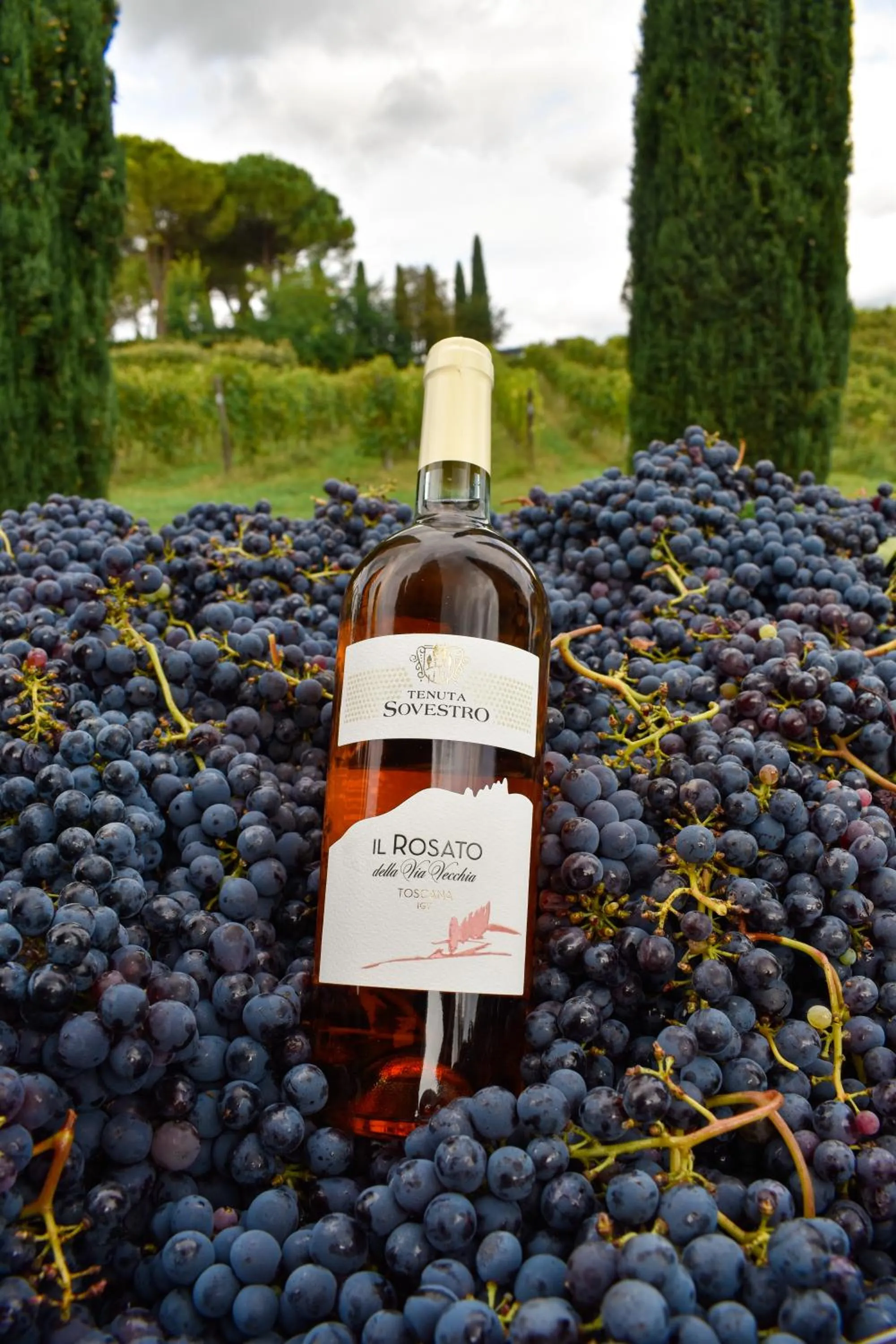 Activities in Hotel Sovestro