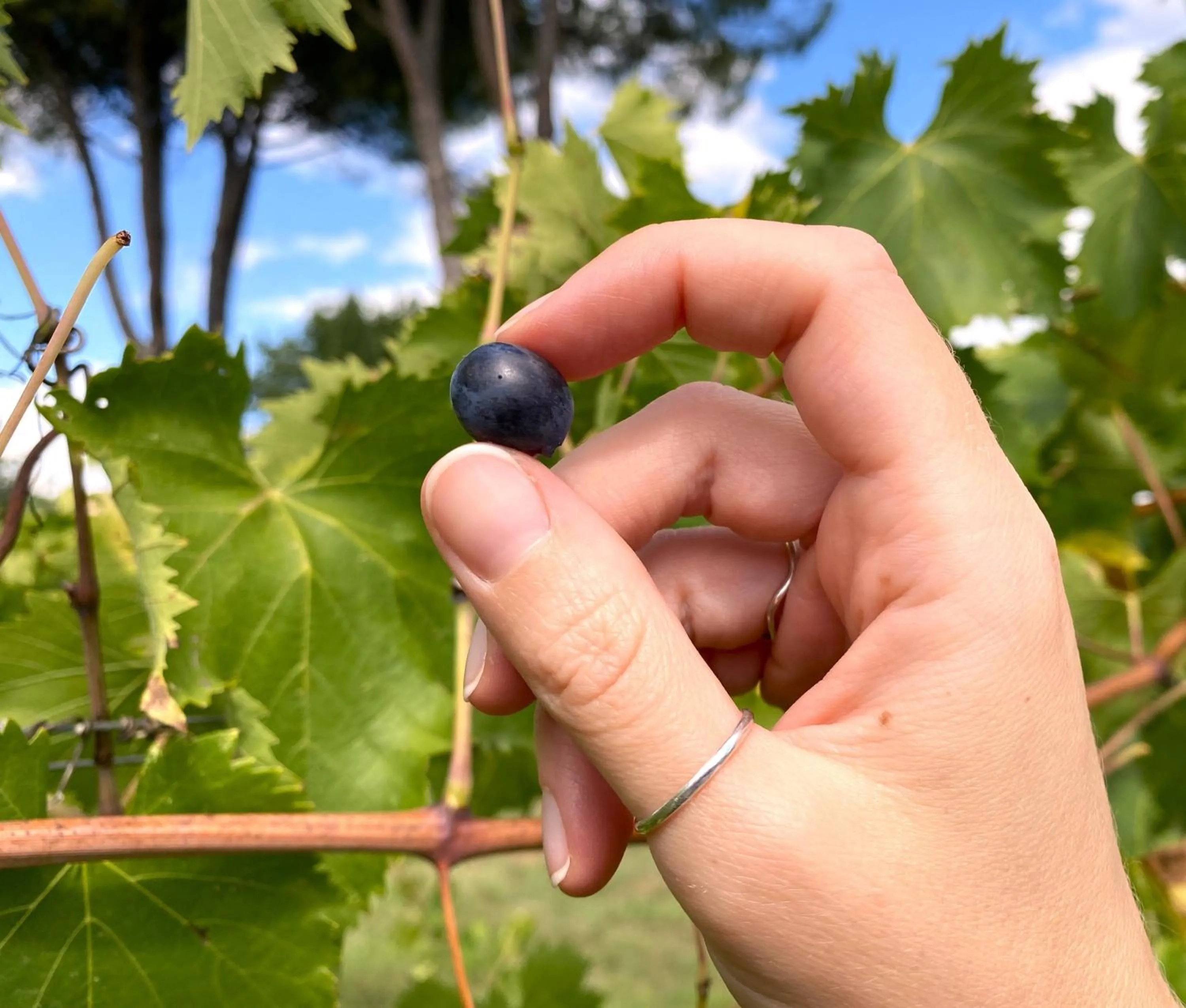 Activities in Hotel Sovestro