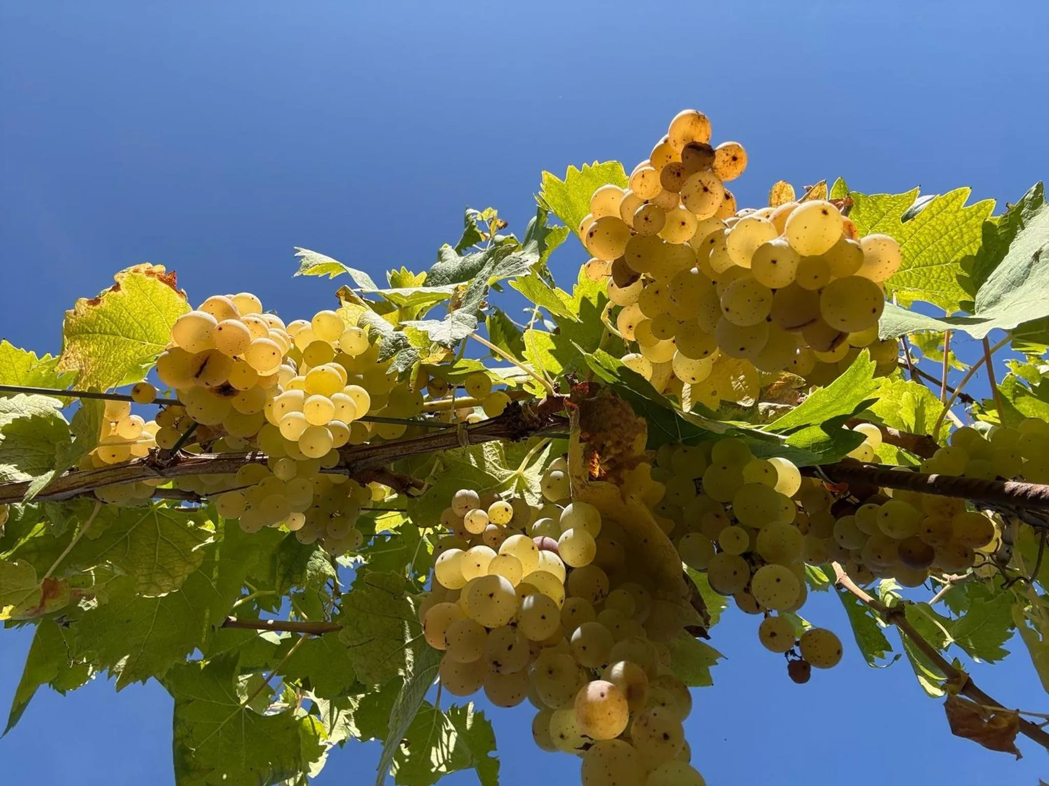 Activities in Hotel Sovestro