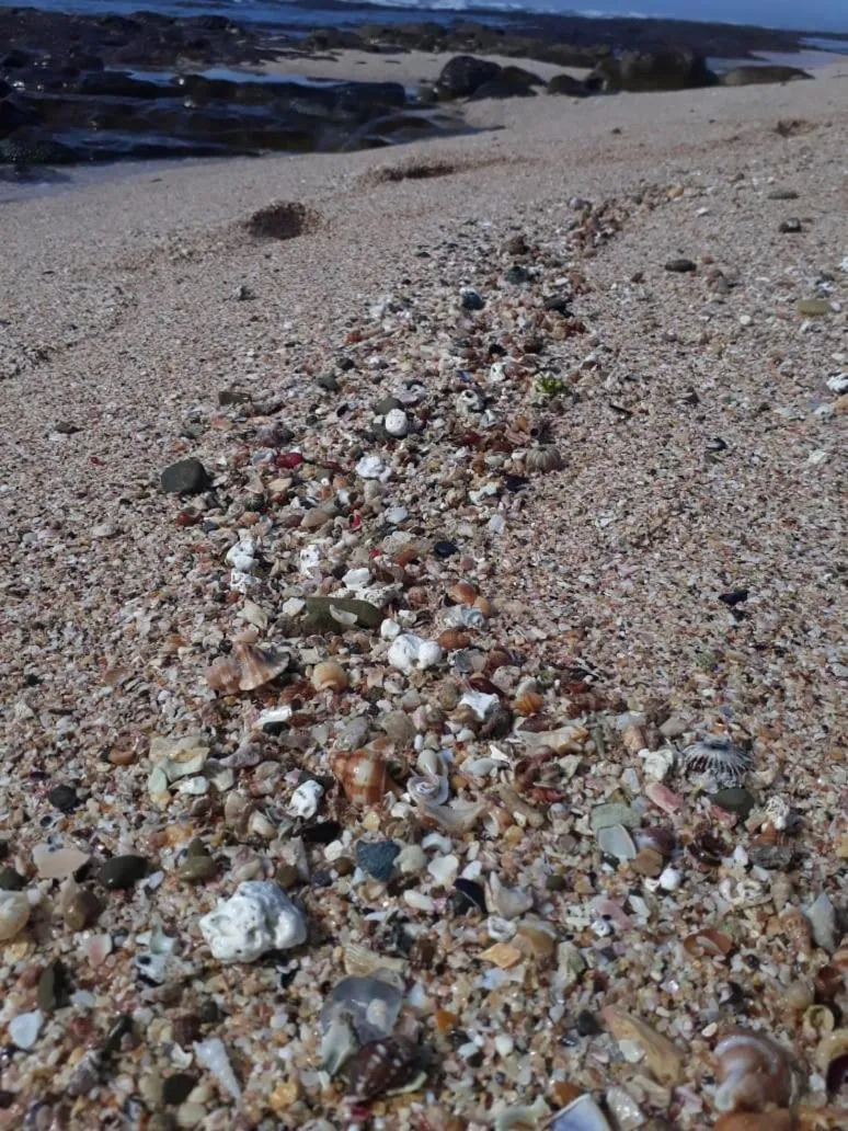 Fishing in Crowned Crane