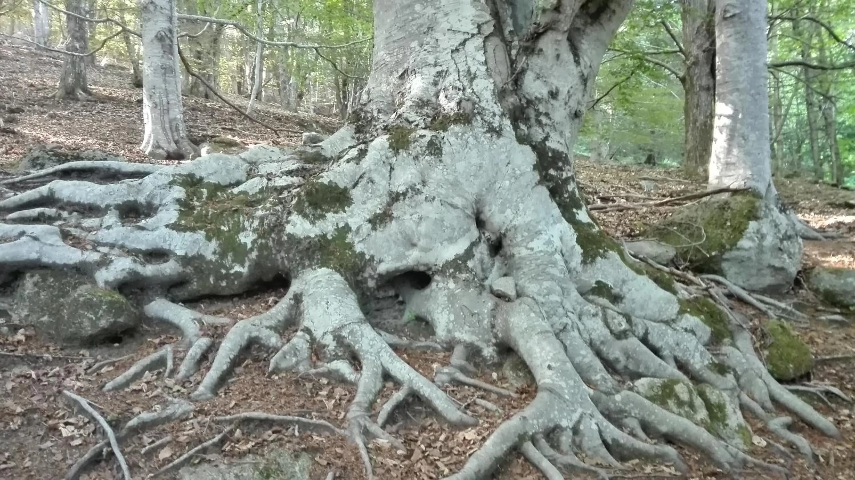 Natural landscape in Thalassa Locanda B&B e appartamento