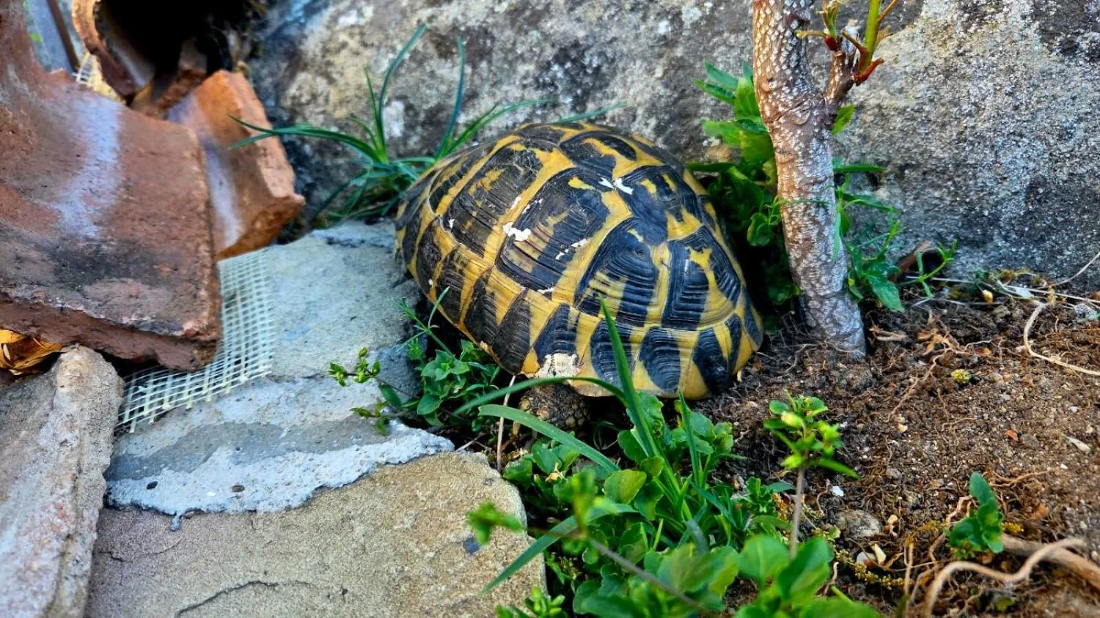 Garden in B&B L'Arenaria