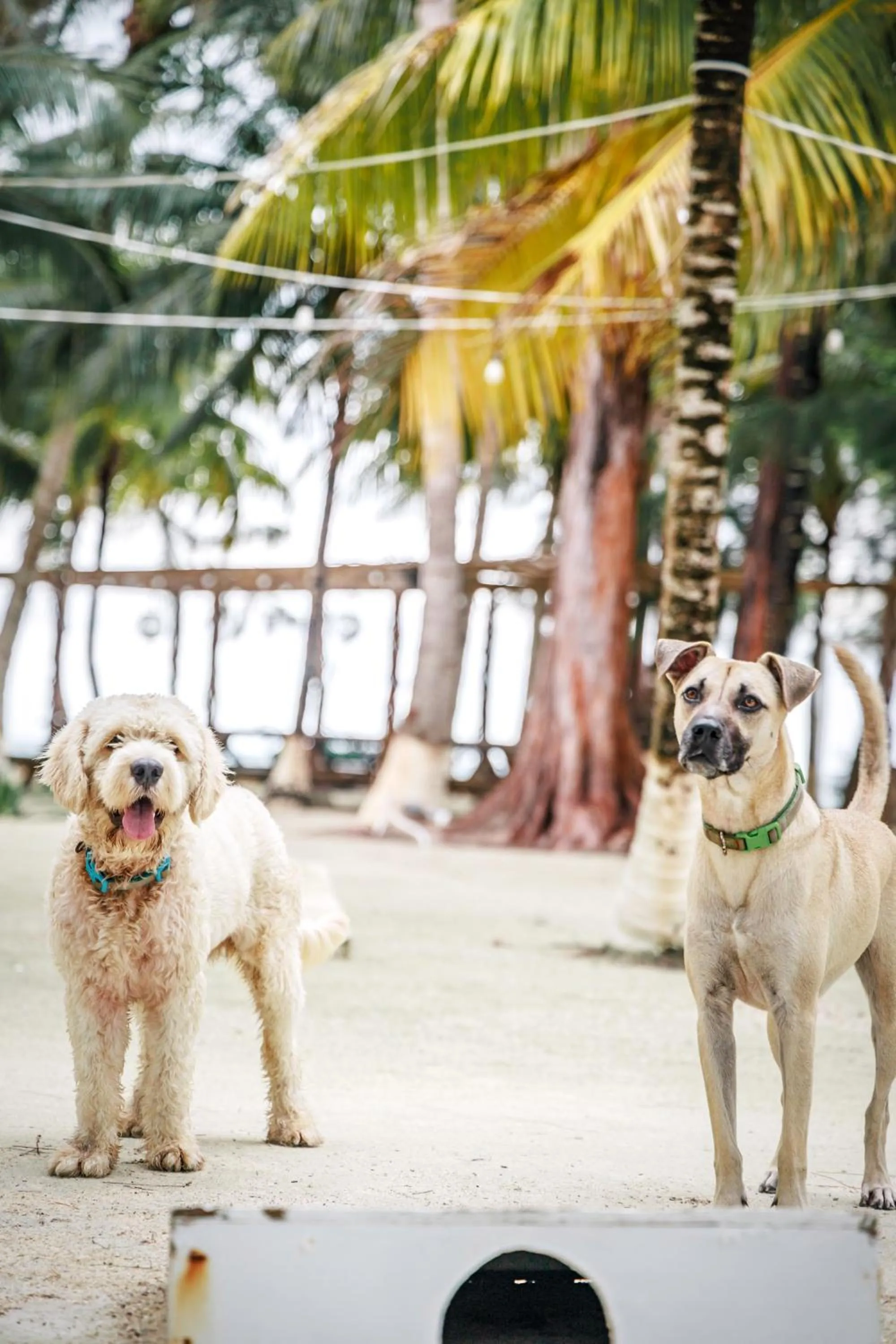 Pets in Thatch Caye Resort a Muy'Ono Resort