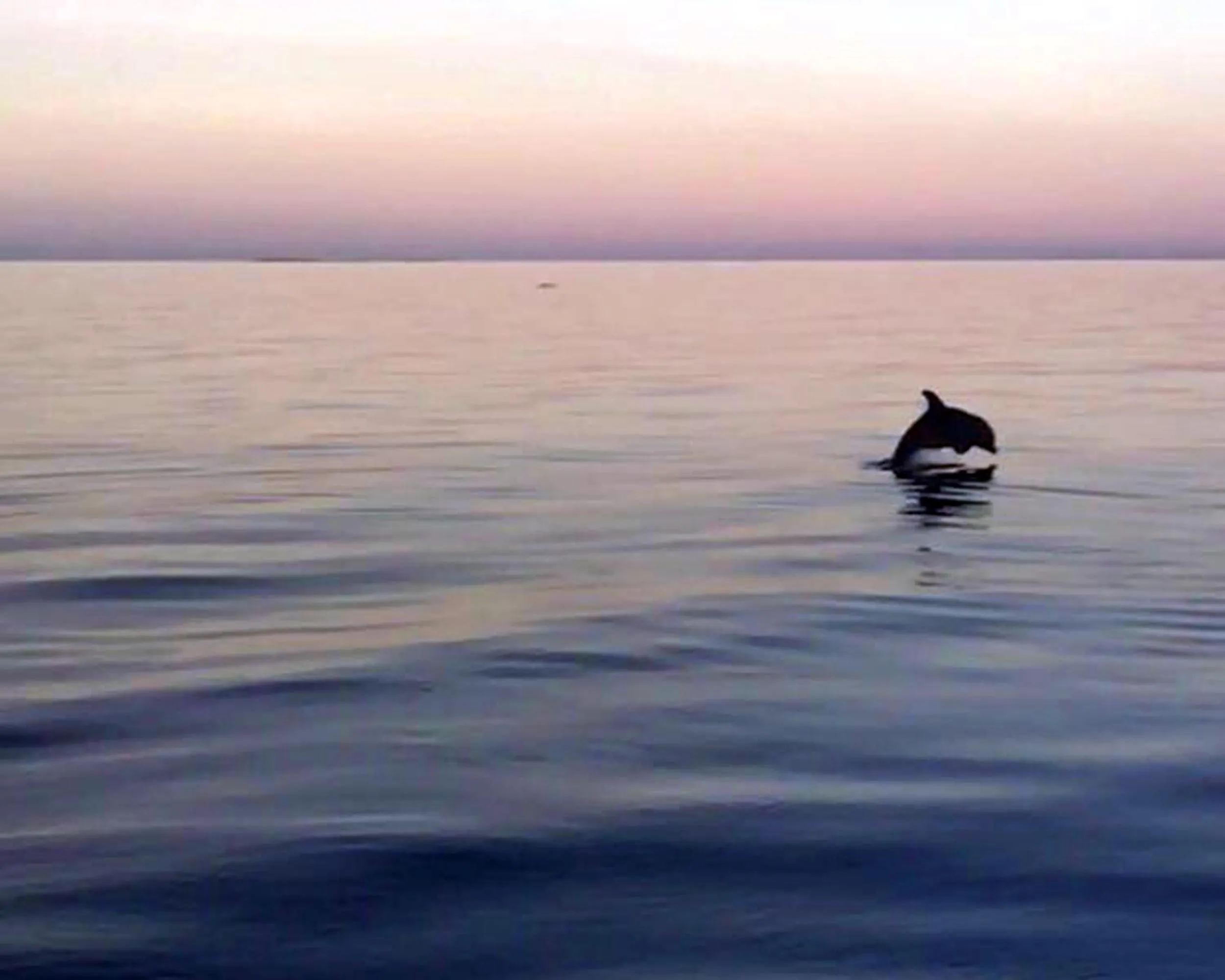 Animals in Thatch Caye Resort a Muy'Ono Resort
