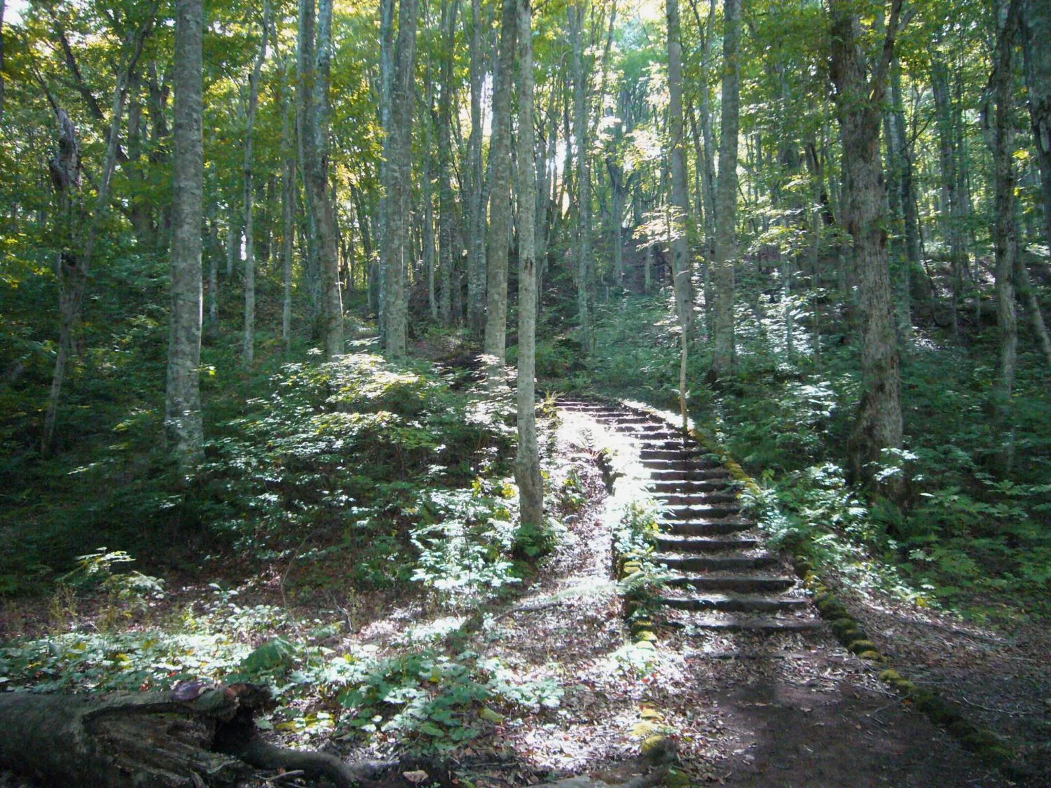 Area and facilities in Tsuta Onsen Ryokan