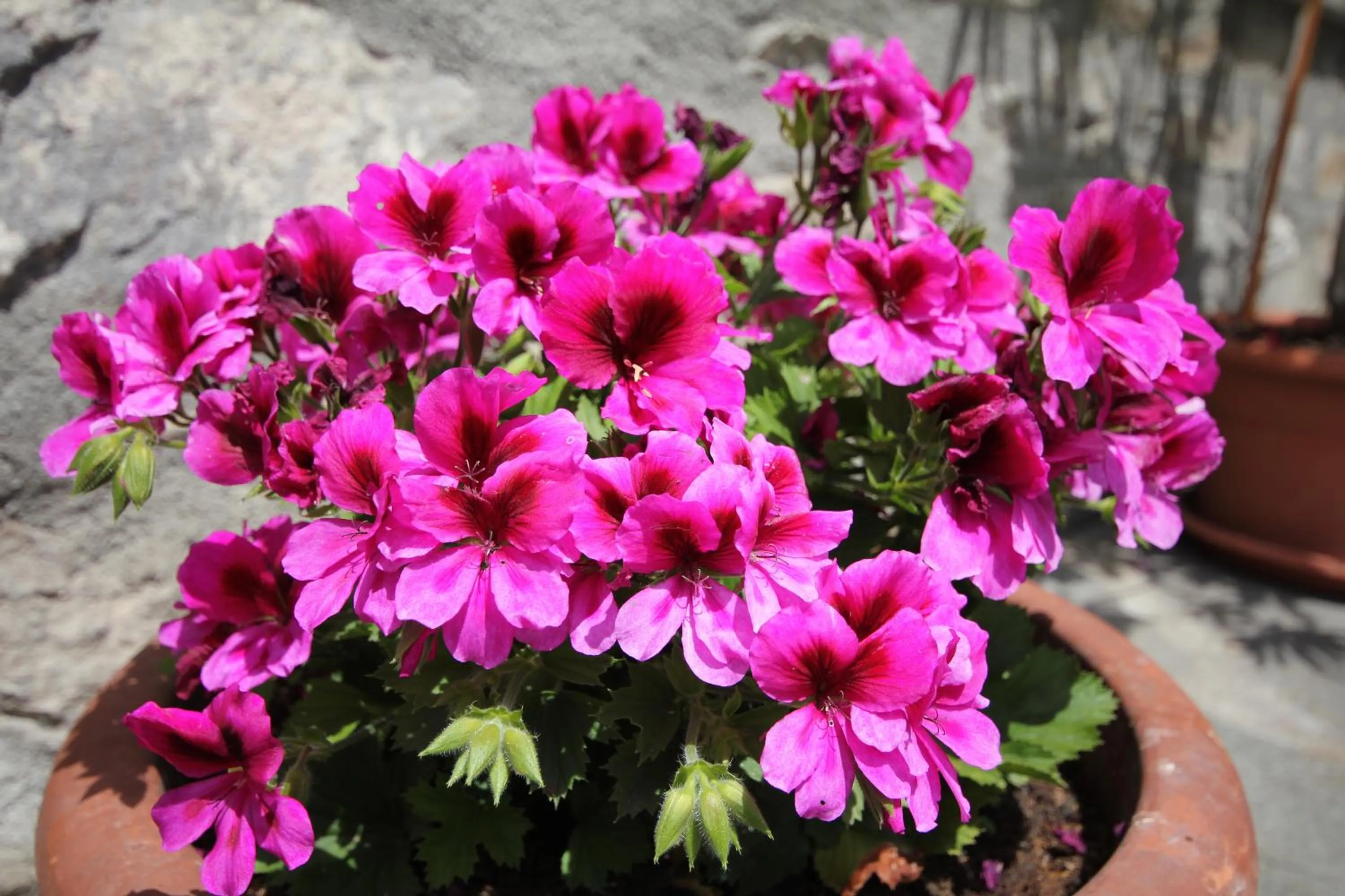 Decorative detail in Maison Laurent