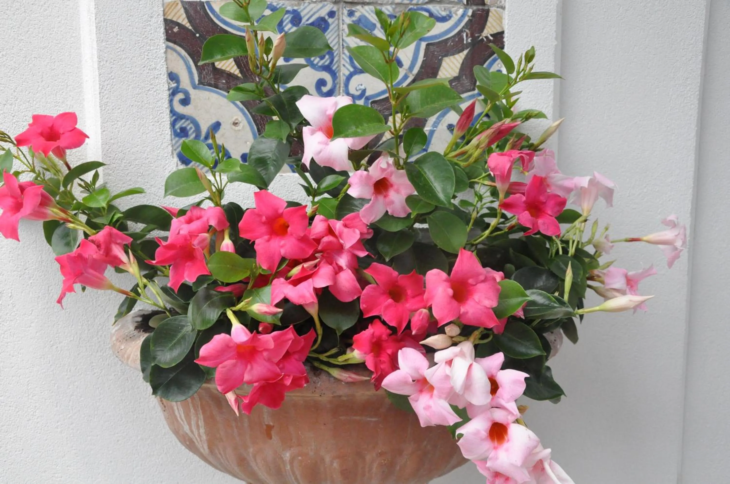 Garden in Hotel Mignon Meublè