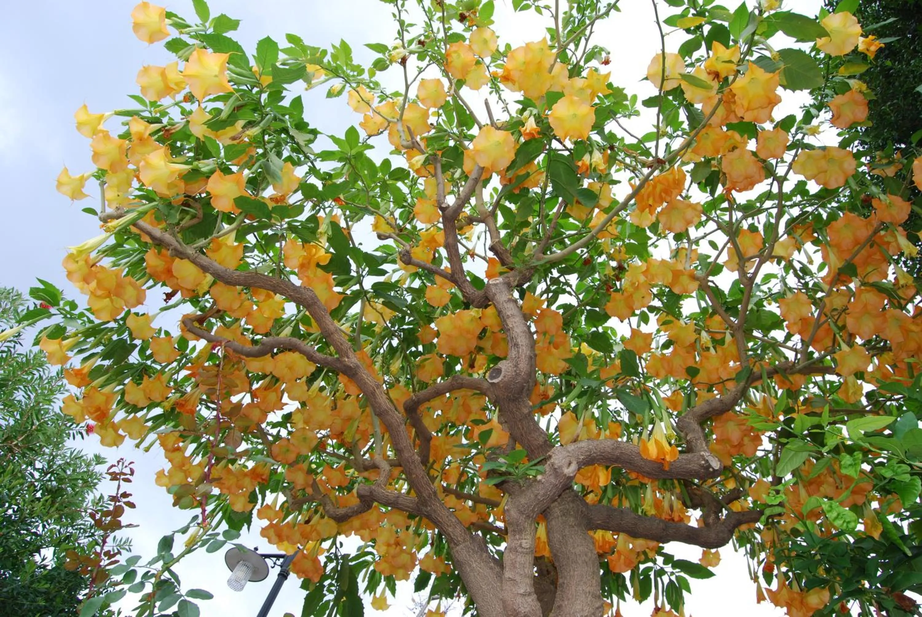 Other in Villa Angela