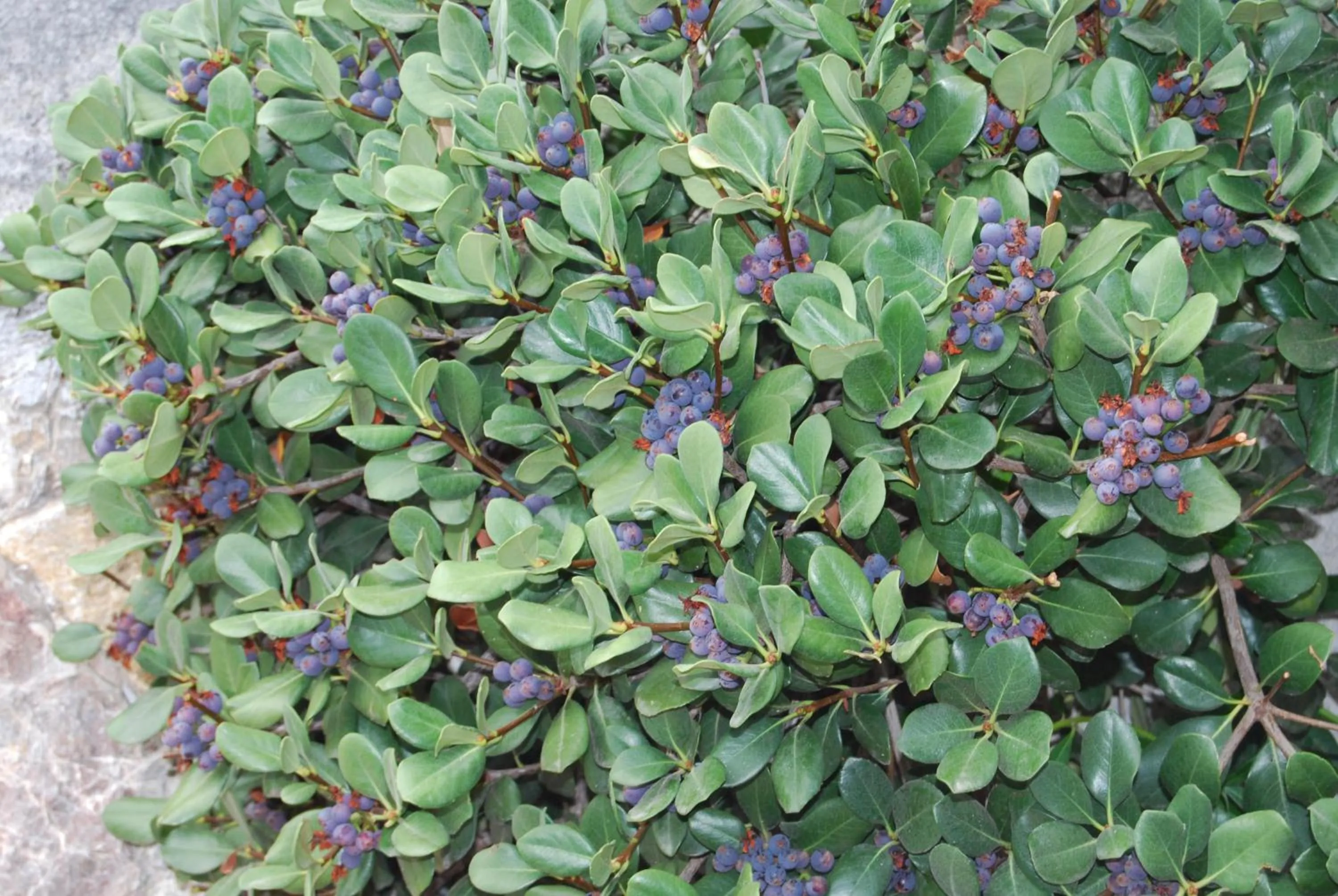 Other in Villa Angela