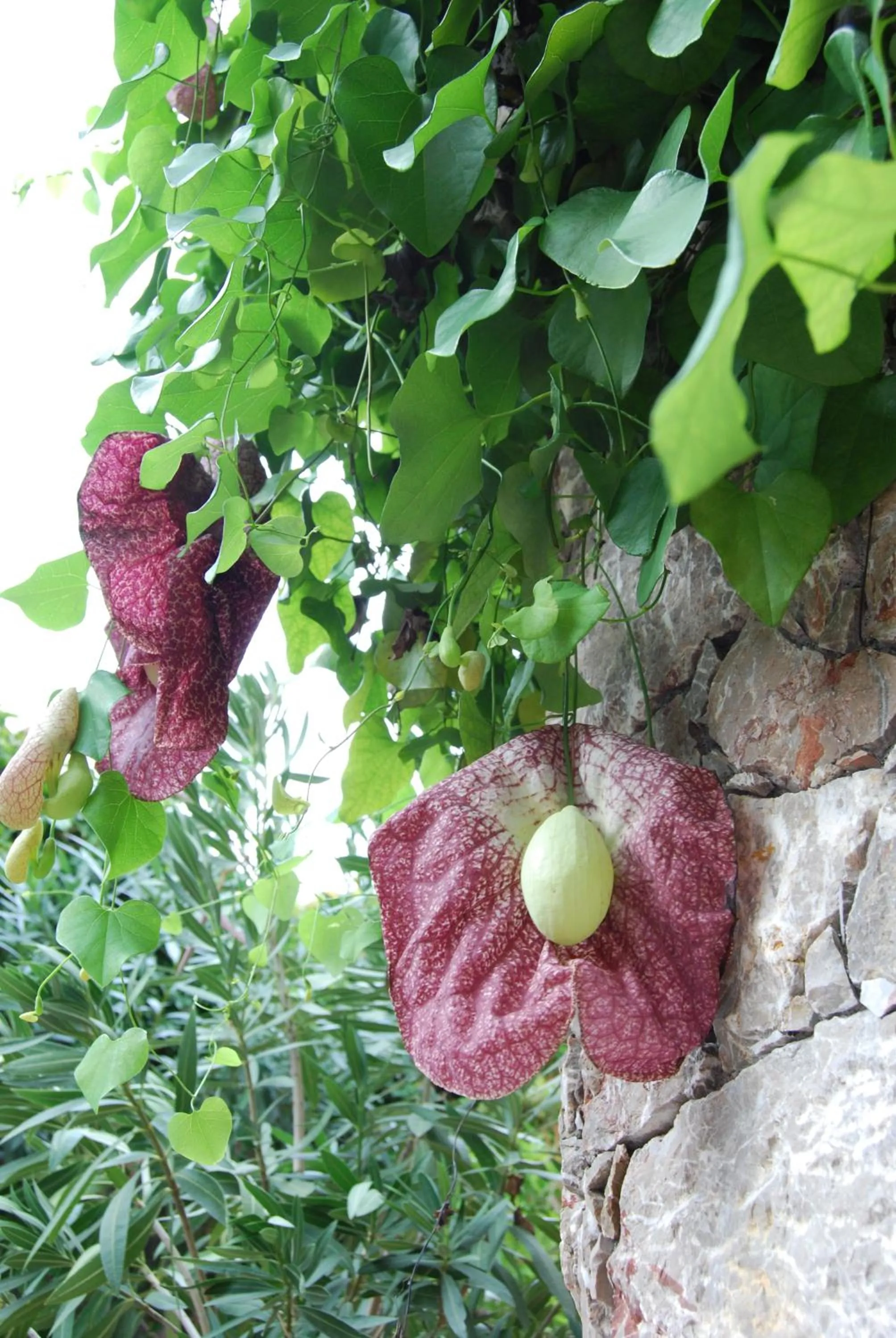 Other in Villa Angela