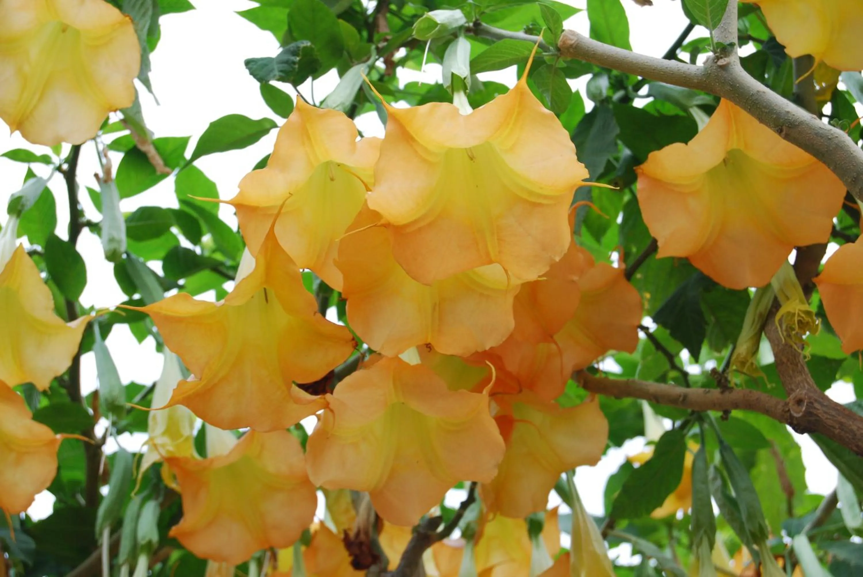 Other in Villa Angela