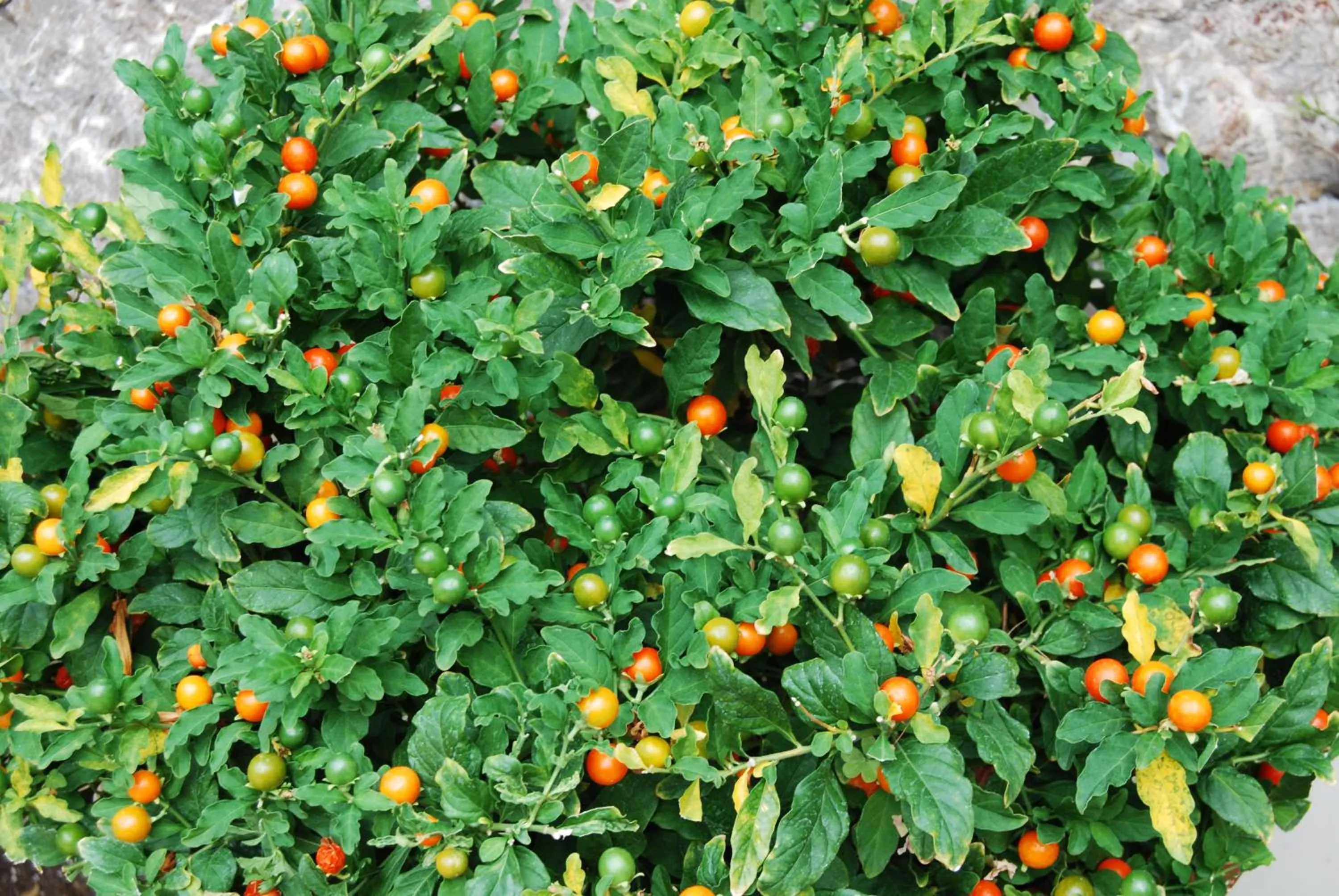 Other in Villa Angela