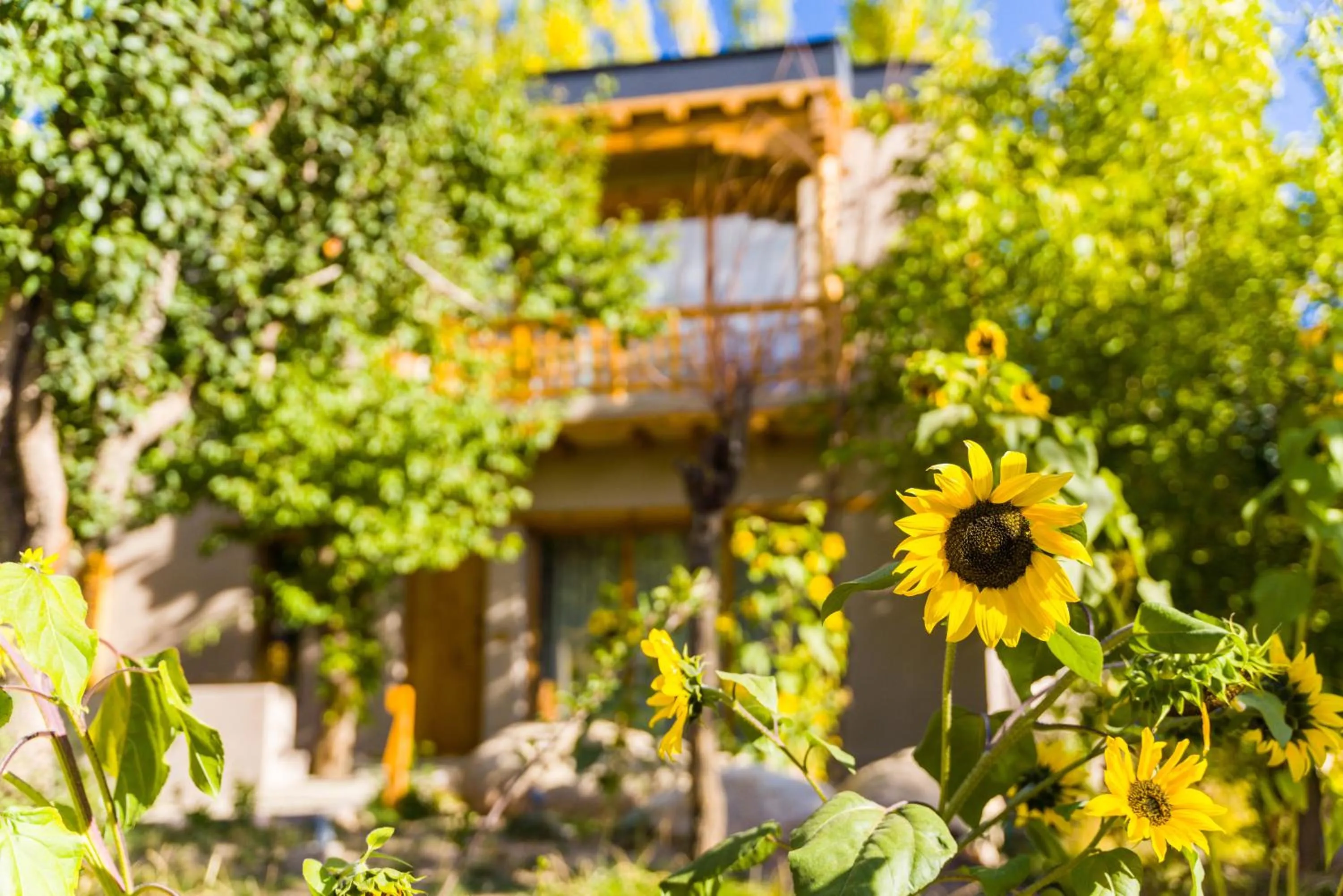 Garden in Dolkhar Resort
