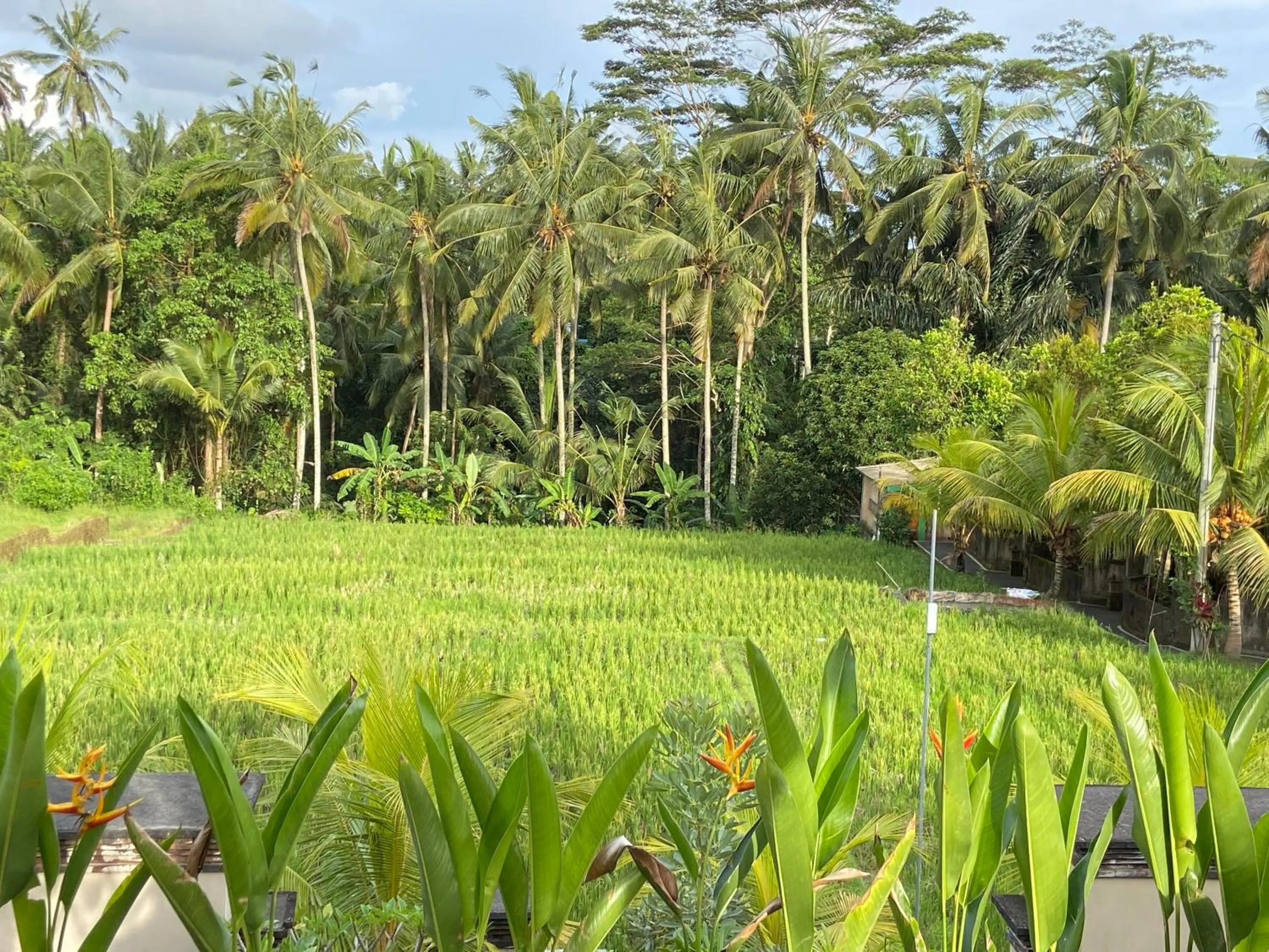 Natural landscape in Dupa Ubud