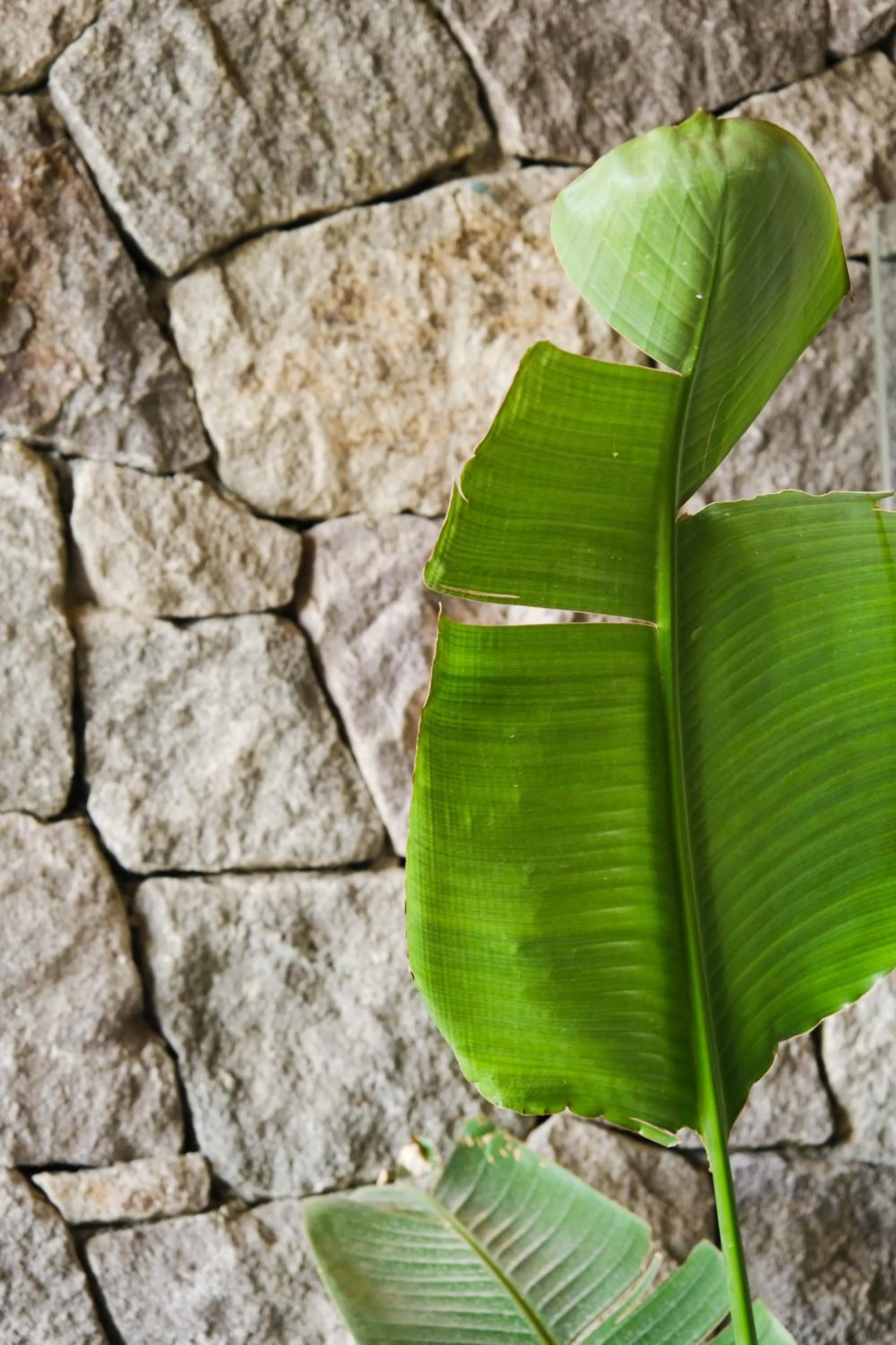 Garden in Birdcage 33 Hotel - Adult Only