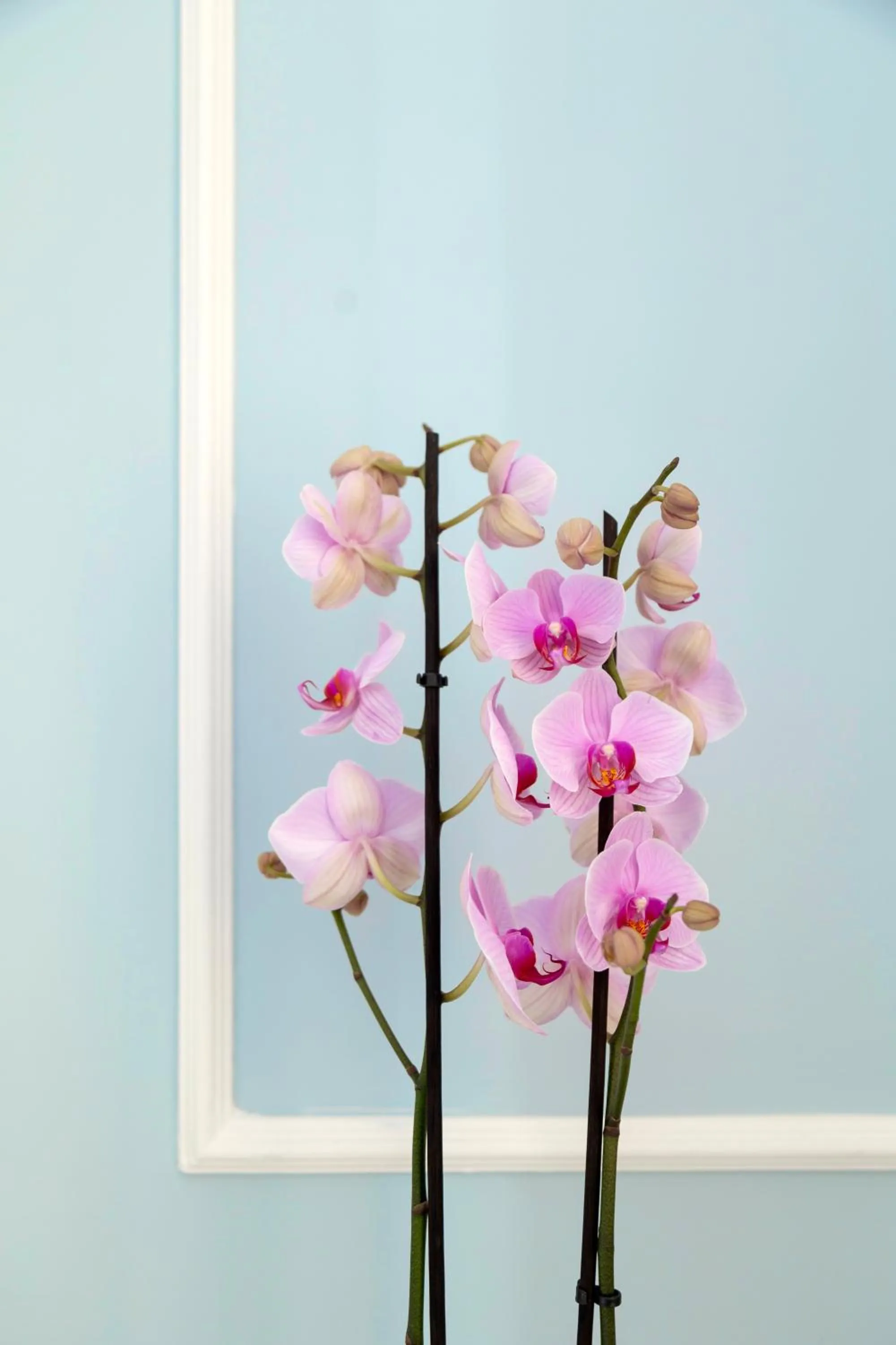 Napolit'amo Hotel Principe