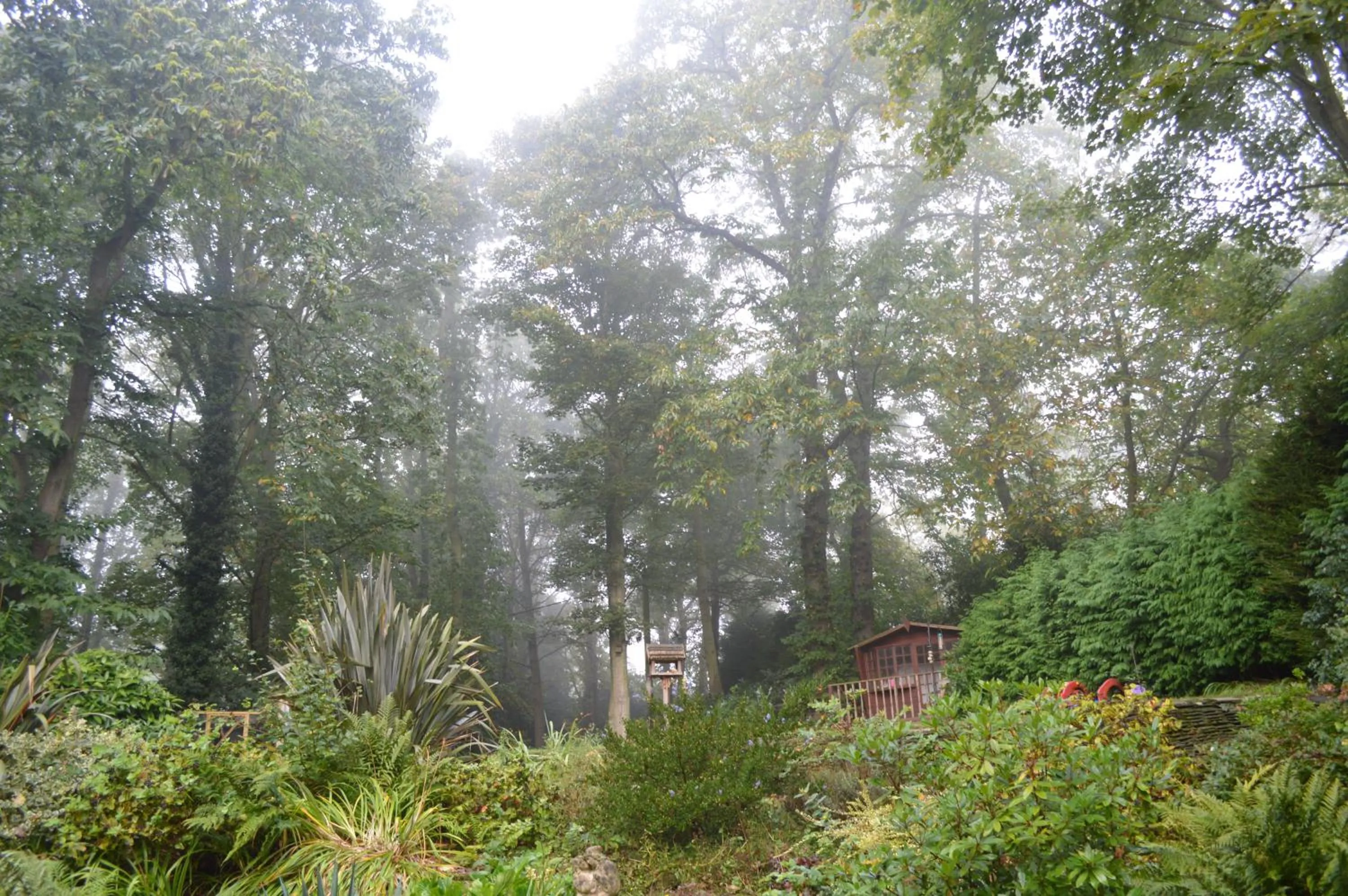 Garden in Thornybank