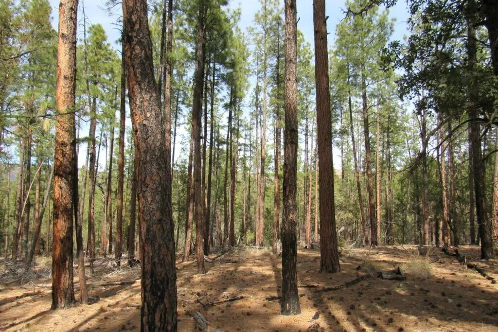 Forest Cabin 2 Birds Nest