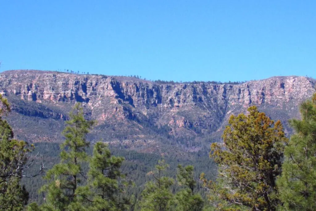 Forest Cabin 2 Birds Nest