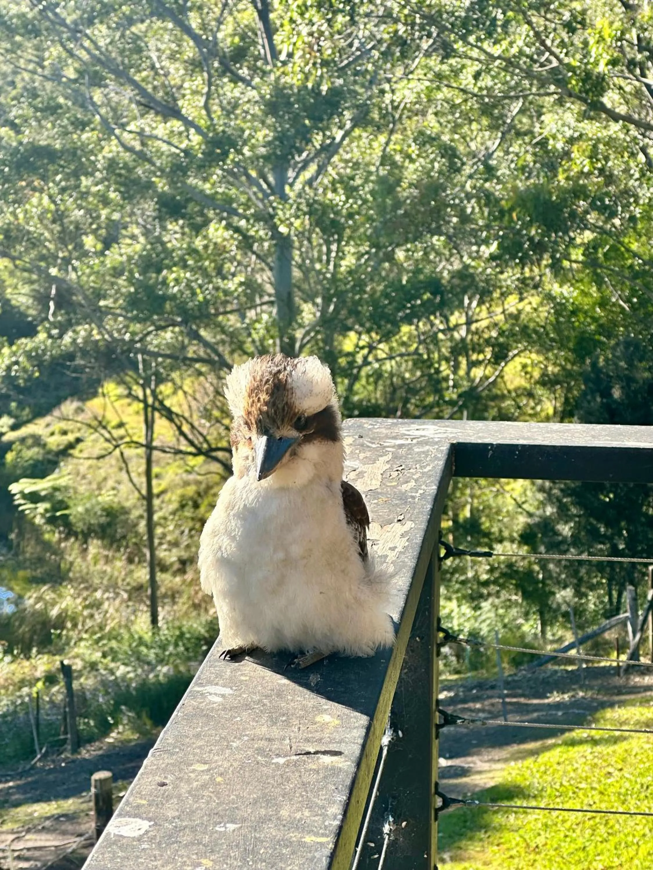 Animals in Whispering Valley Cottage Retreat